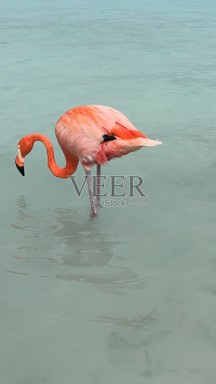 粉红色的火烈鸟照片摄影图片