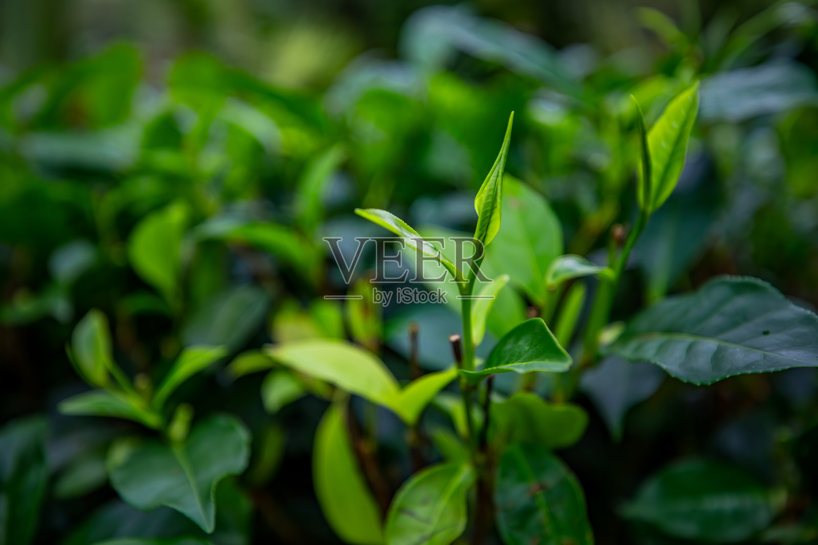 茶树照片摄影图片