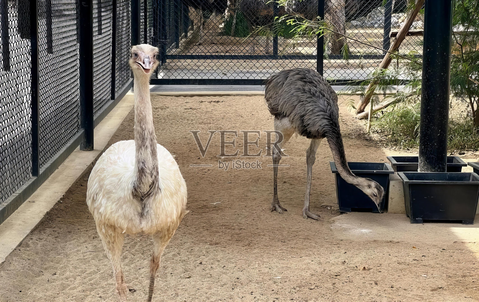 这是两只鸵鸟在围栏里的照片，背景是一只鸟在动物园的围栏里。照片摄影图片