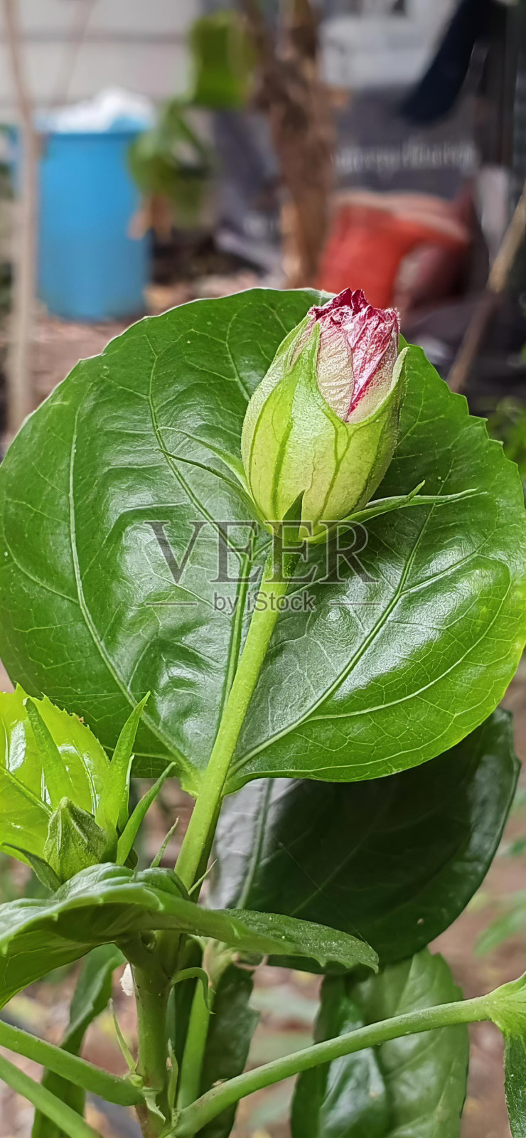 绿叶上绽开玫瑰花蕾的照片，花园中绿叶上绽开鲜花的花盆。照片摄影图片