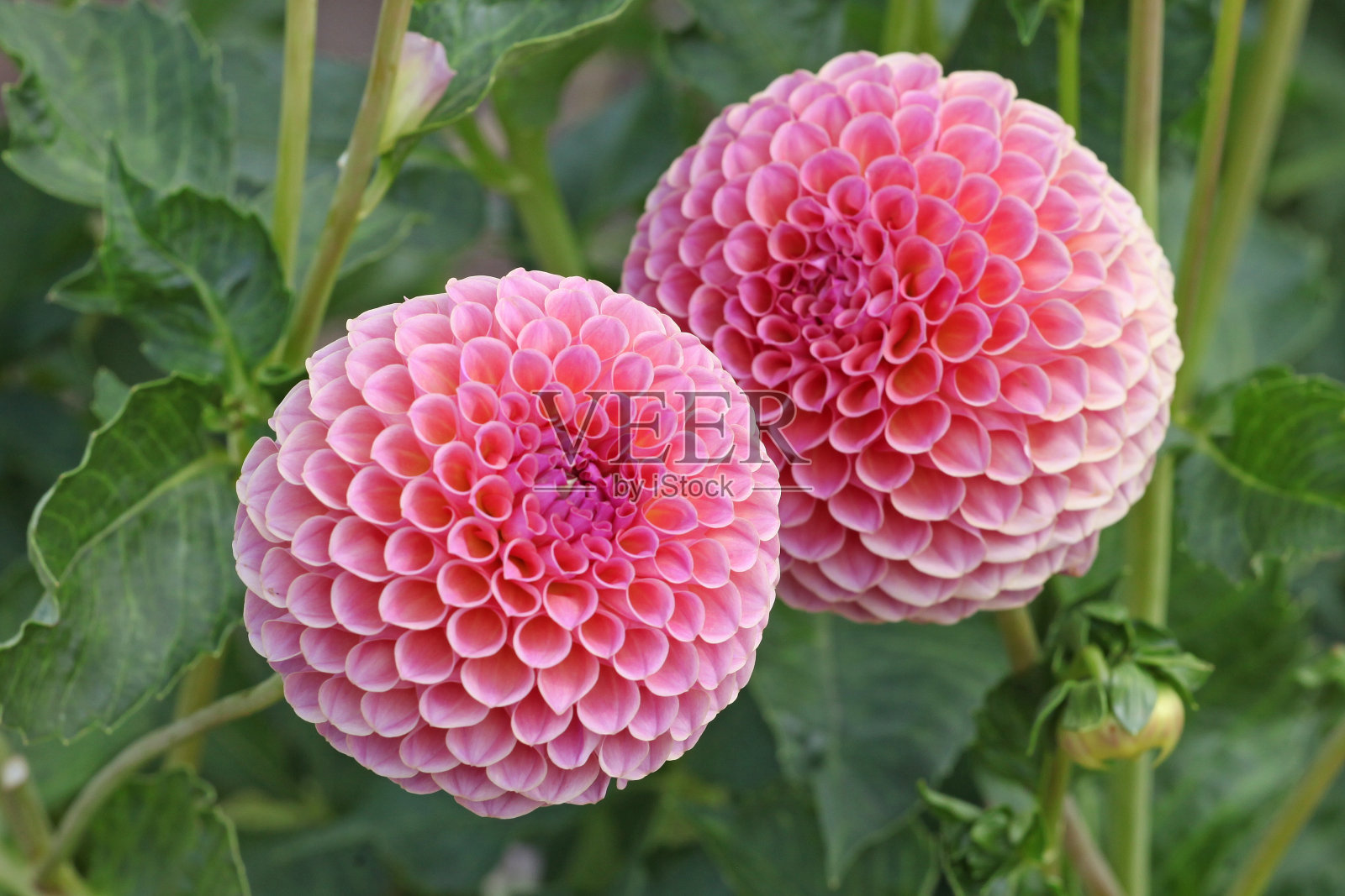 暗粉色球大丽花'乔维温妮'。照片摄影图片