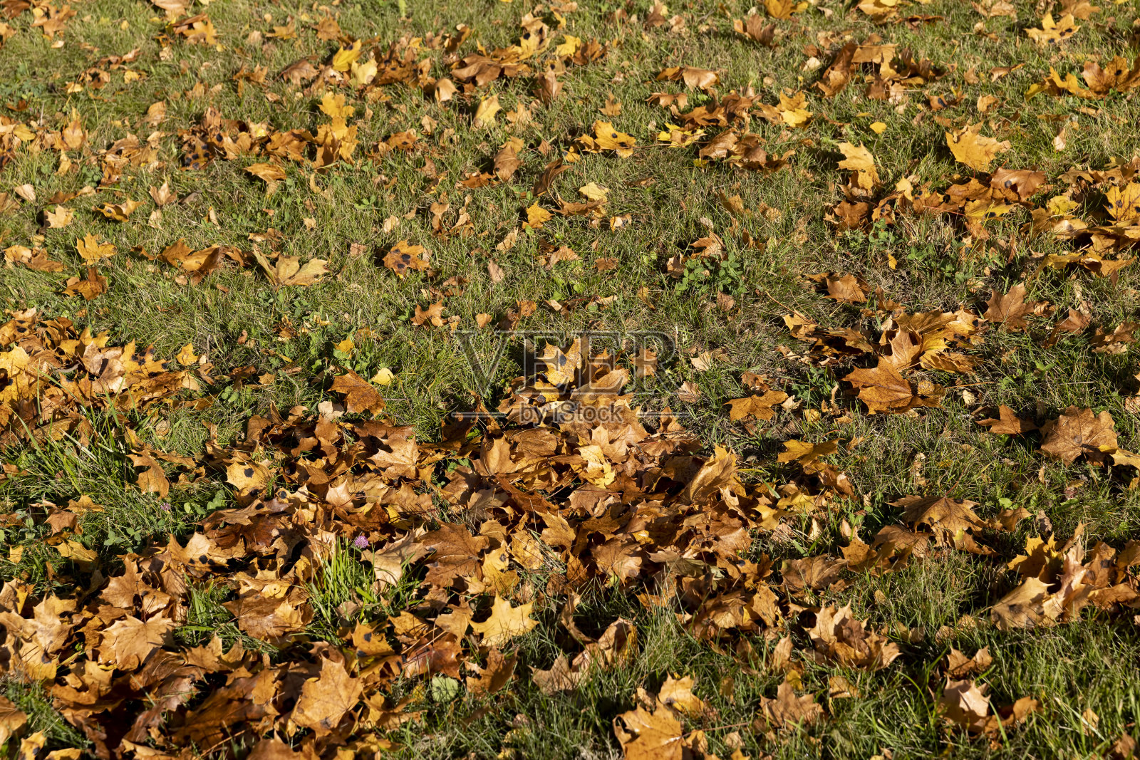 秋天的枫叶照片摄影图片