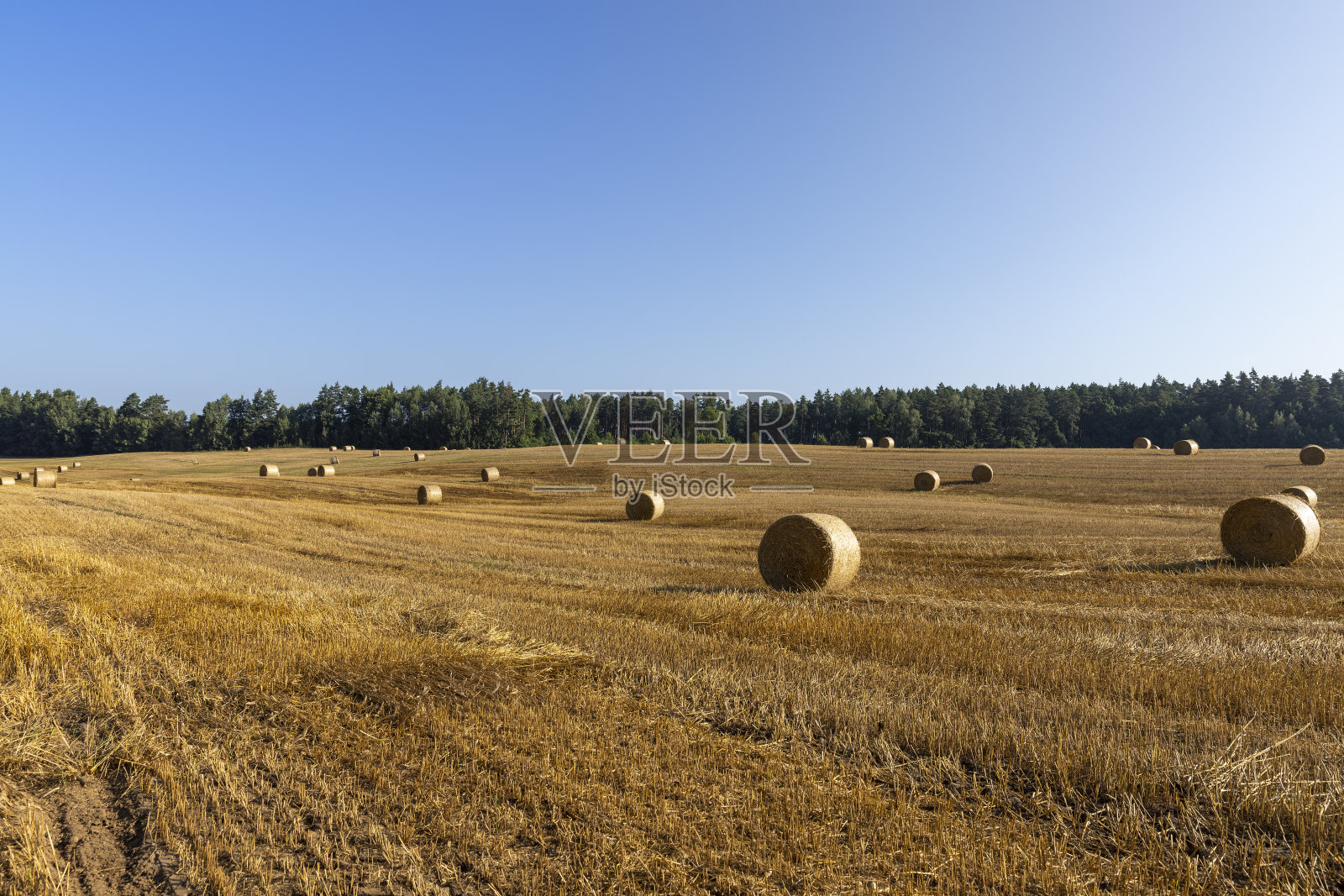 收割谷物后的秸秆在田间堆放照片摄影图片