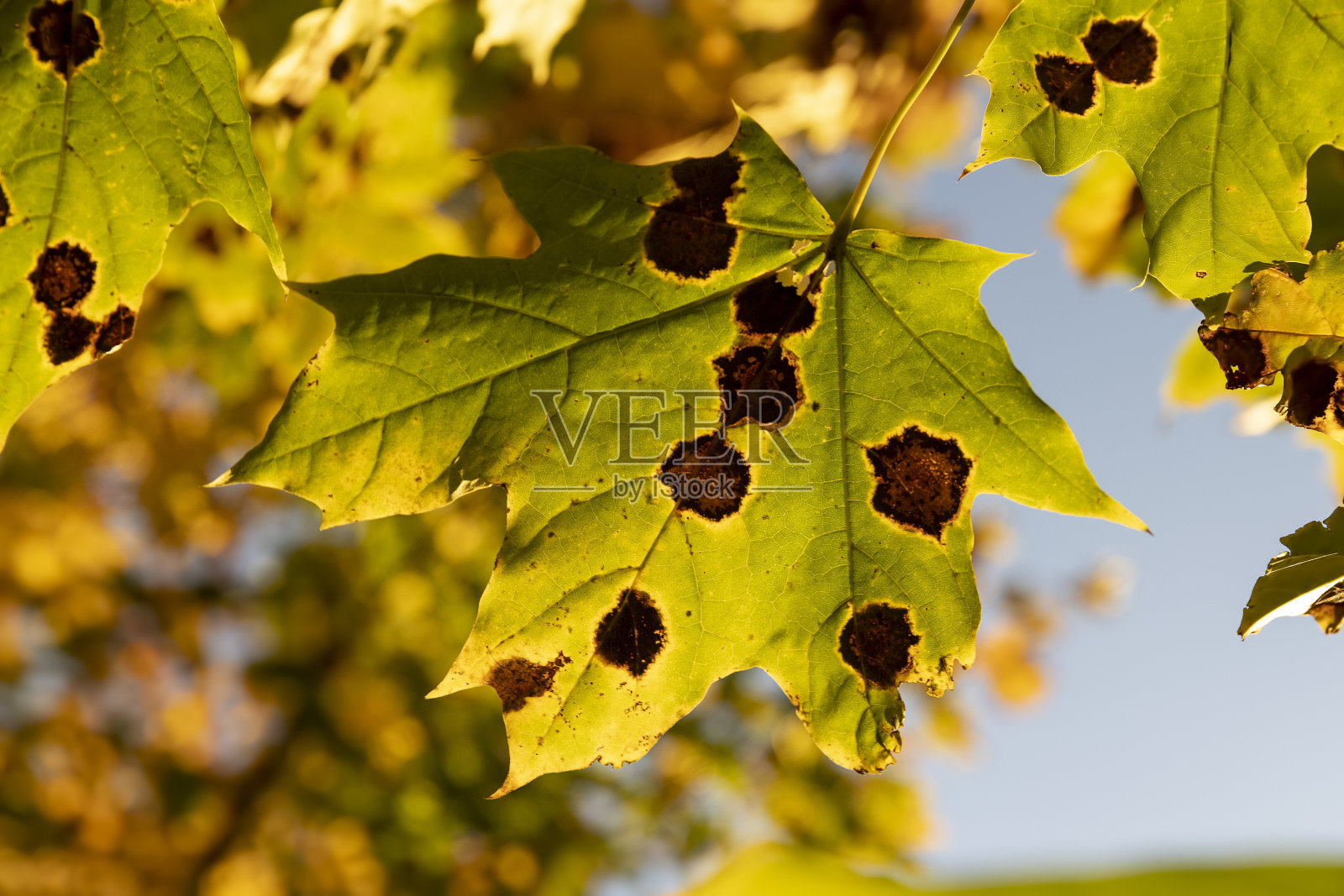 秋天泛黄的枫叶照片摄影图片