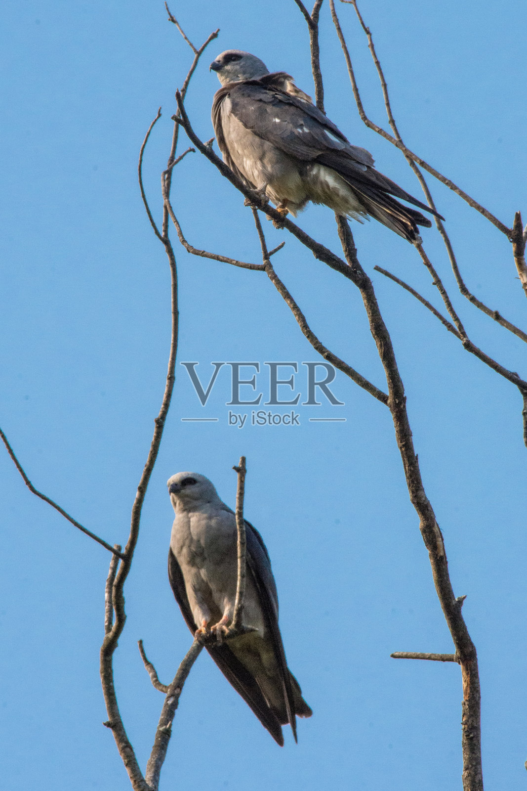 两个密西西比风筝照片摄影图片