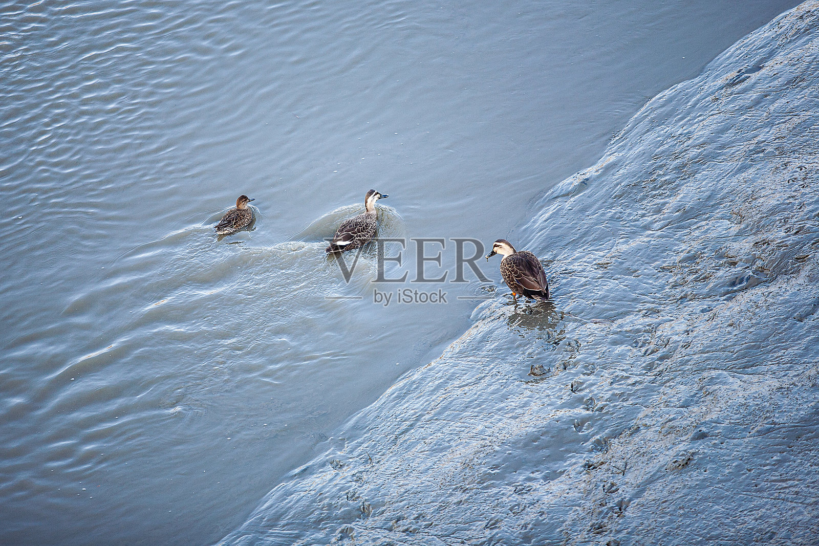 鸭照片摄影图片