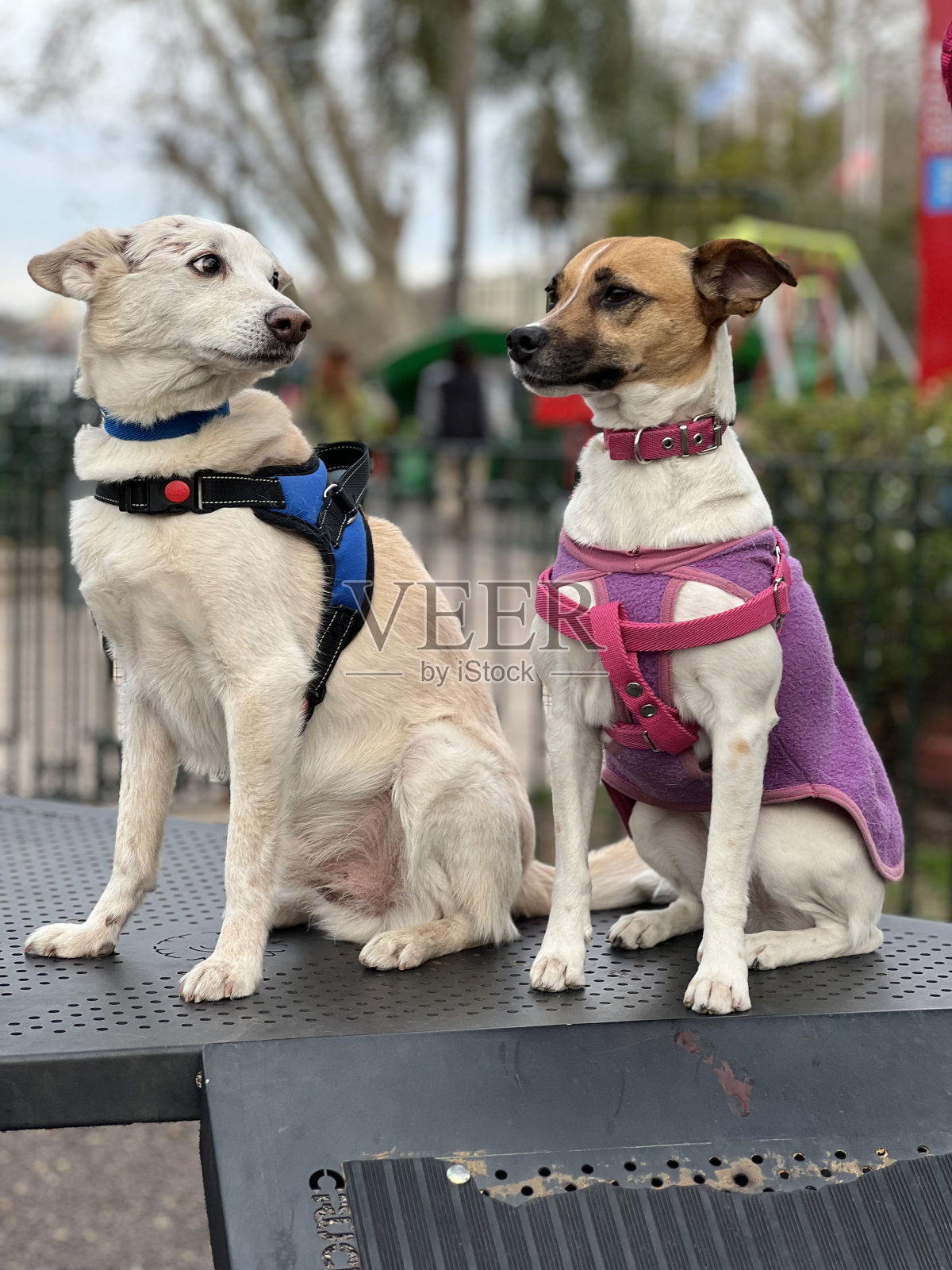 两只狗在训练营照片摄影图片