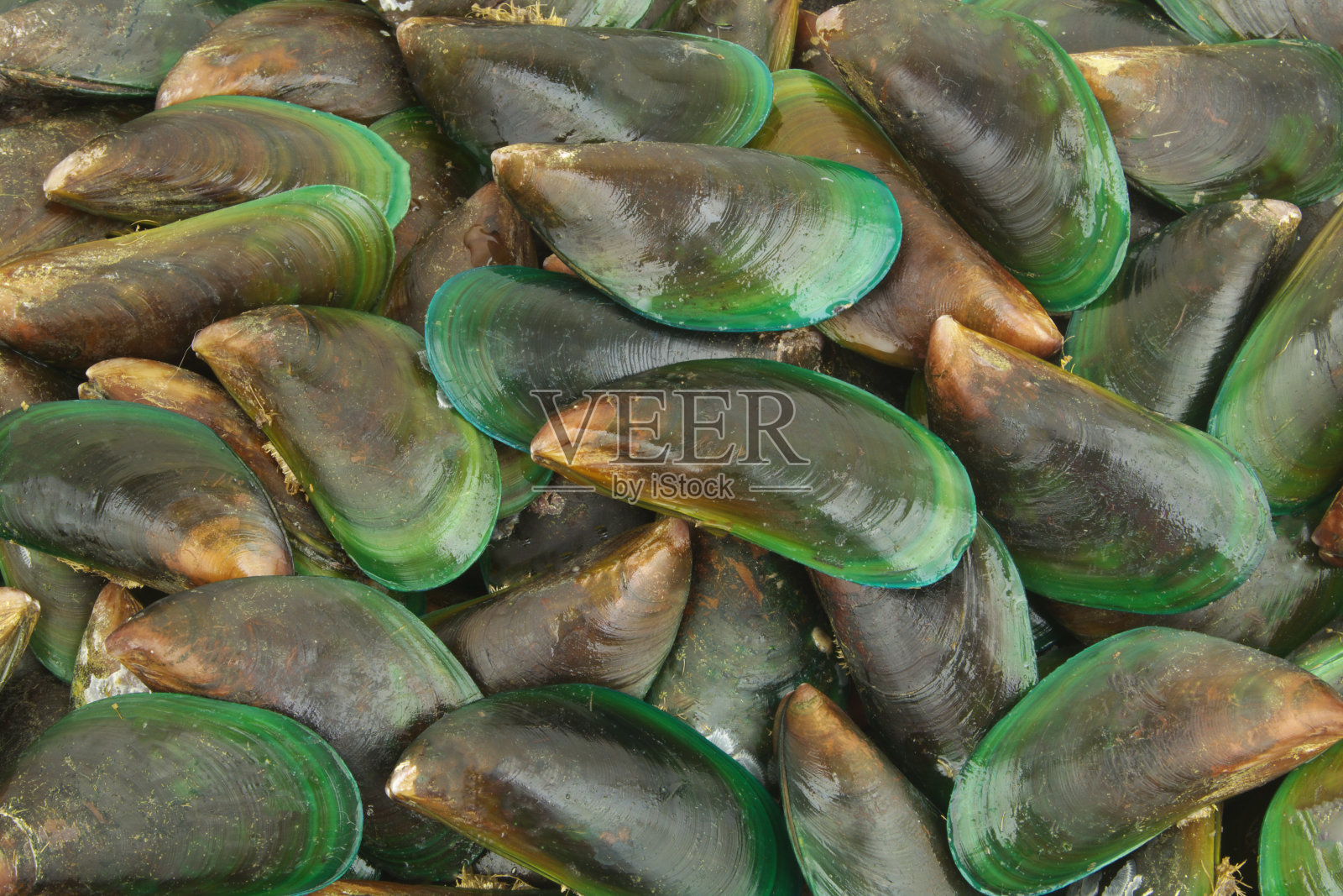 许多新鲜的生青贻贝为背景照片摄影图片