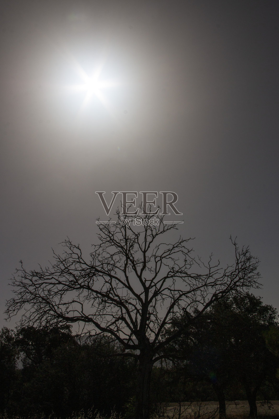 由于高温和极端干旱而被太阳晒干的树照片摄影图片