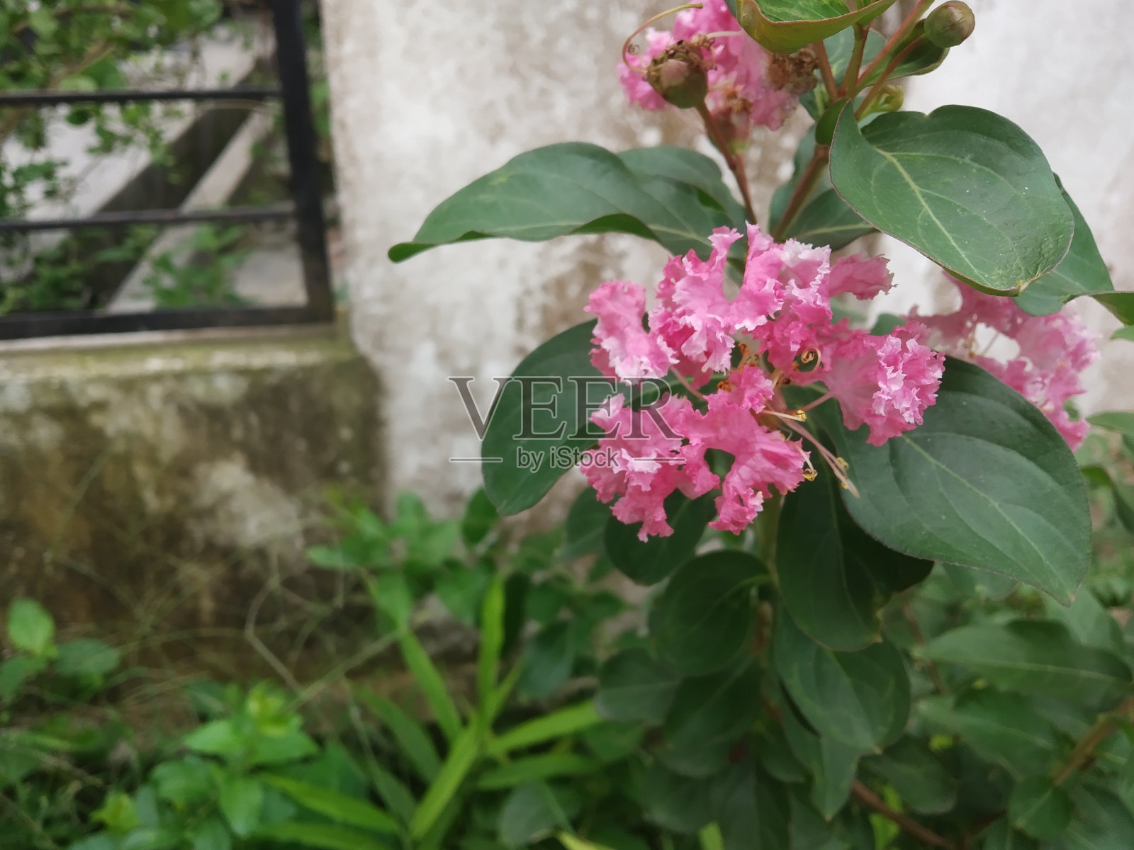 家外面的粉色樱花。照片摄影图片