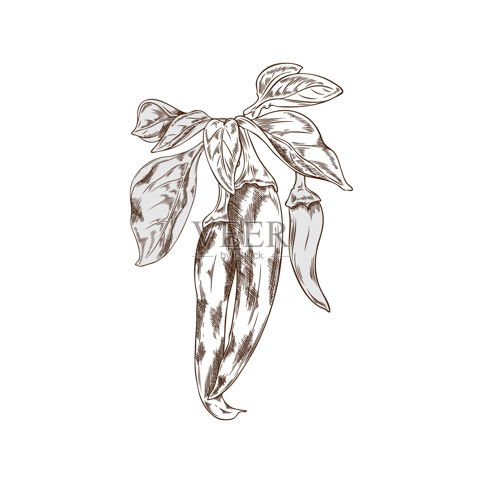 辣椒挂在树枝上与叶子，单色素描矢量插图孤立在白色背景。插画图片素材