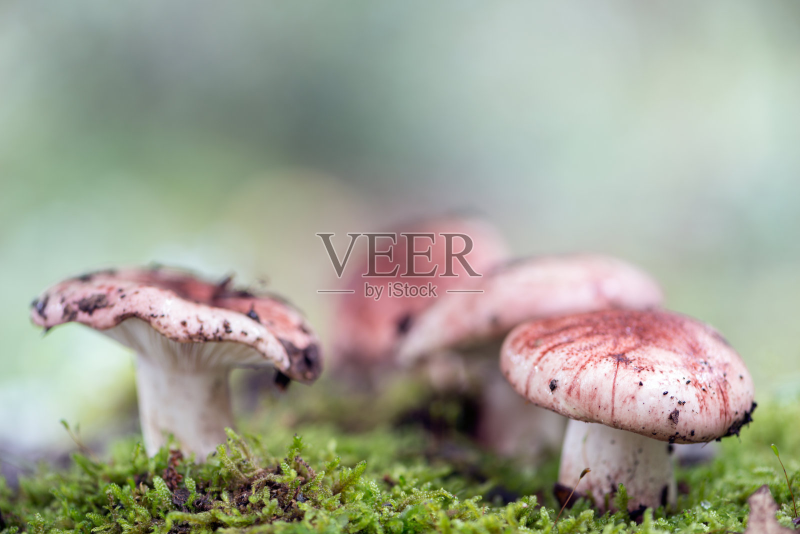 迷人的探索:迷人的蘑菇王国照片摄影图片