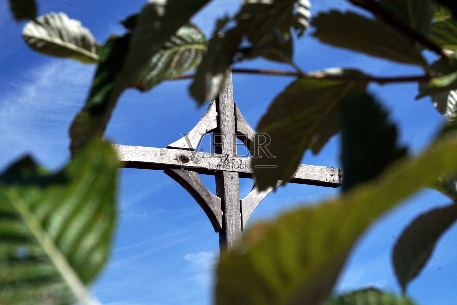 在背景中与树叶交叉照片摄影图片