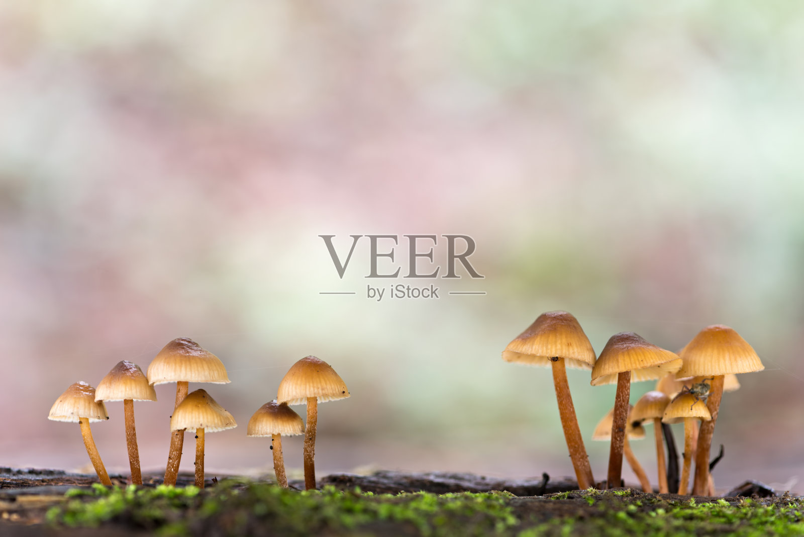 迷人的探索:迷人的蘑菇王国照片摄影图片