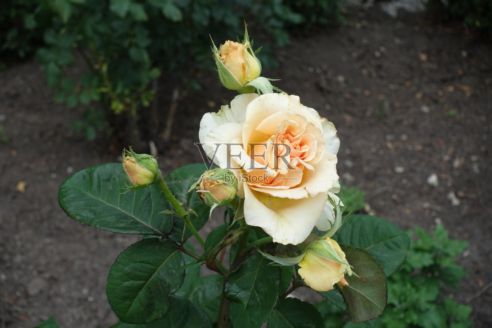 6月中旬花园玫瑰的米黄色花朵和花蕾照片摄影图片