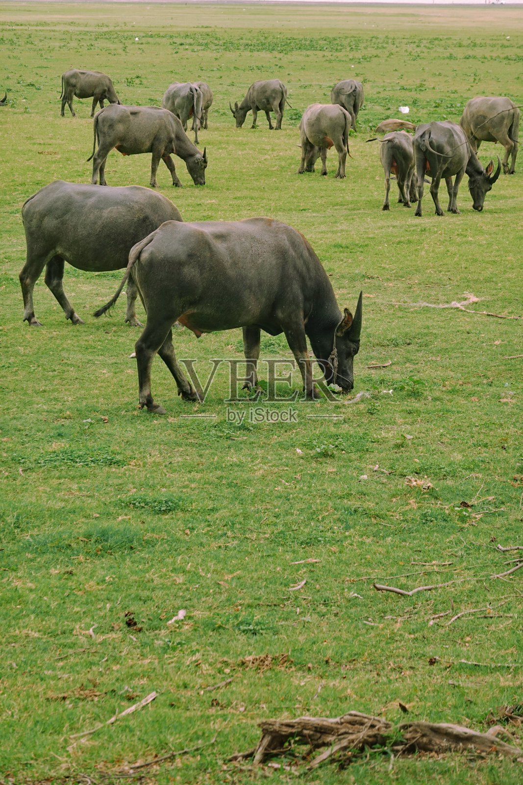 阳光明媚的一天，一群水牛在绿色的草地上吃草照片摄影图片