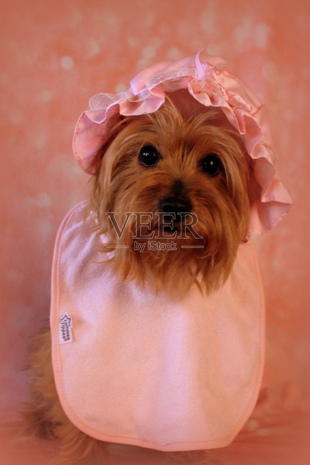 可爱的小狗照片摄影图片