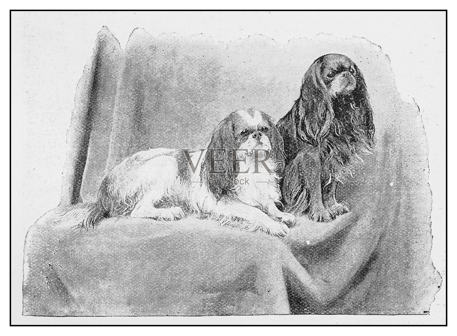 古董插图:两只狗设计元素图片