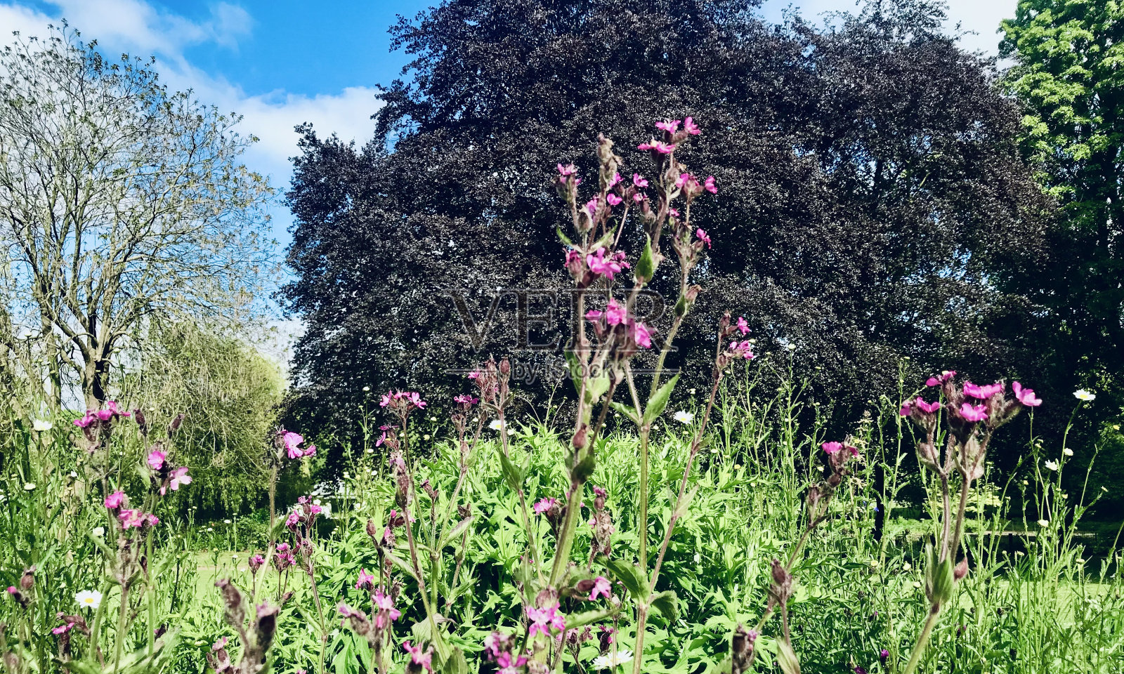 风景宁静迷人的充满活力的彩色聚焦全景的绿叶，树林自然风光壁纸照片摄影图片