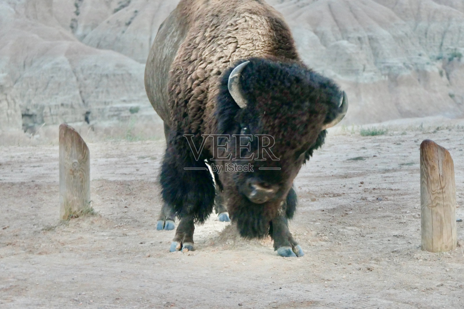 恶地国家公园的水牛照片摄影图片