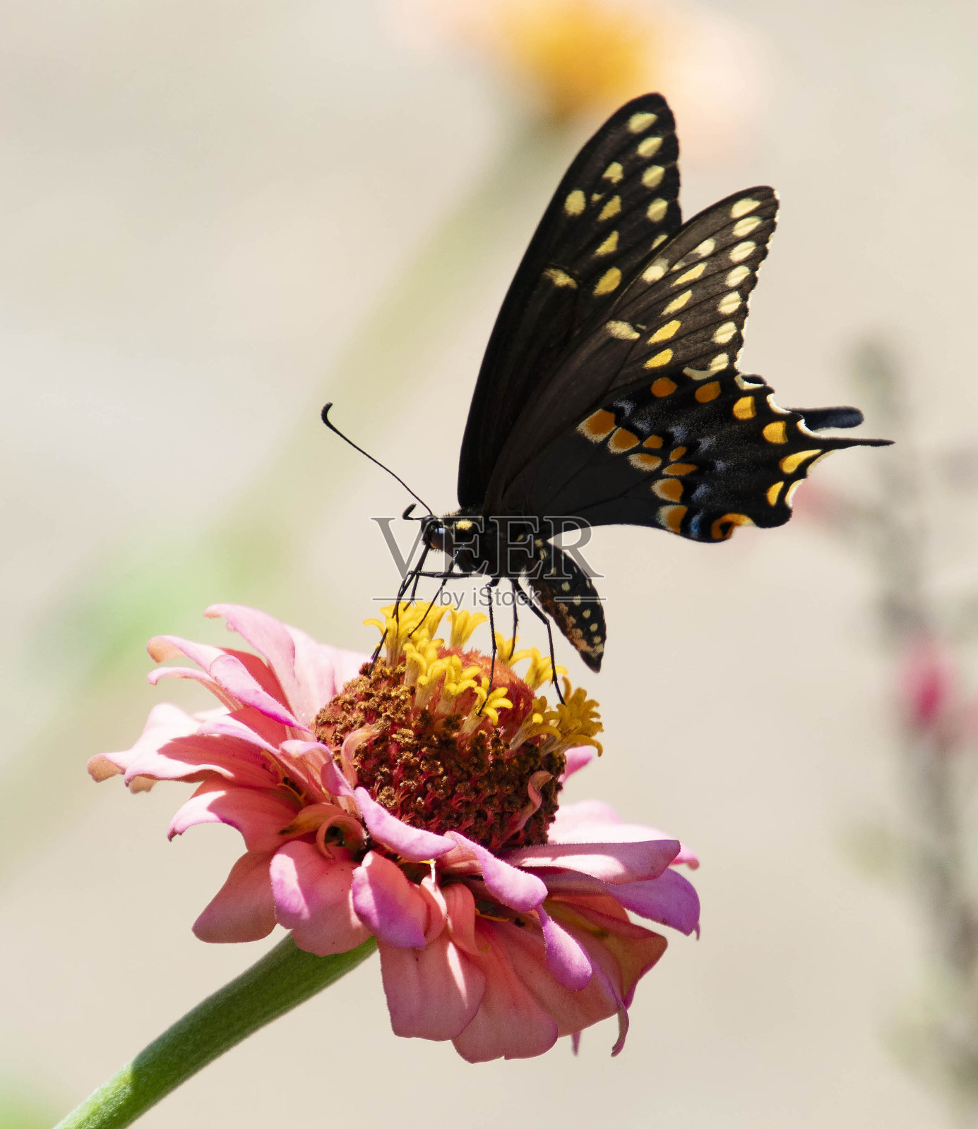 山胡椒蝴蝶照片摄影图片