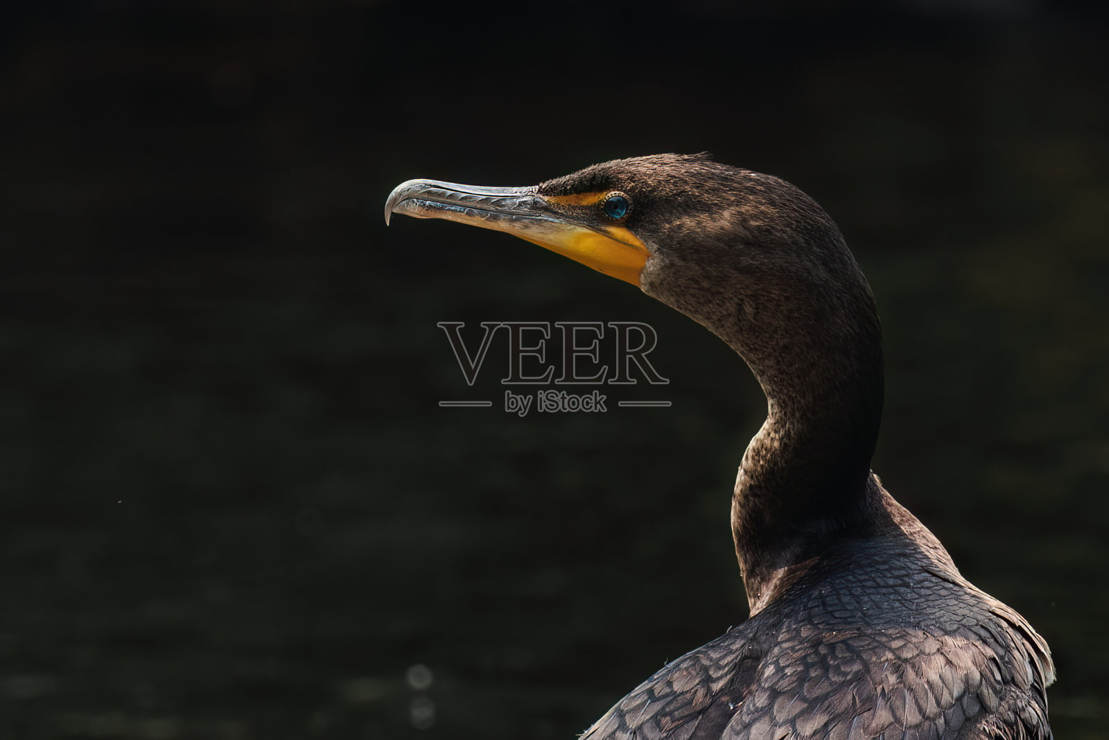 湖中双造鸬鹚照片摄影图片
