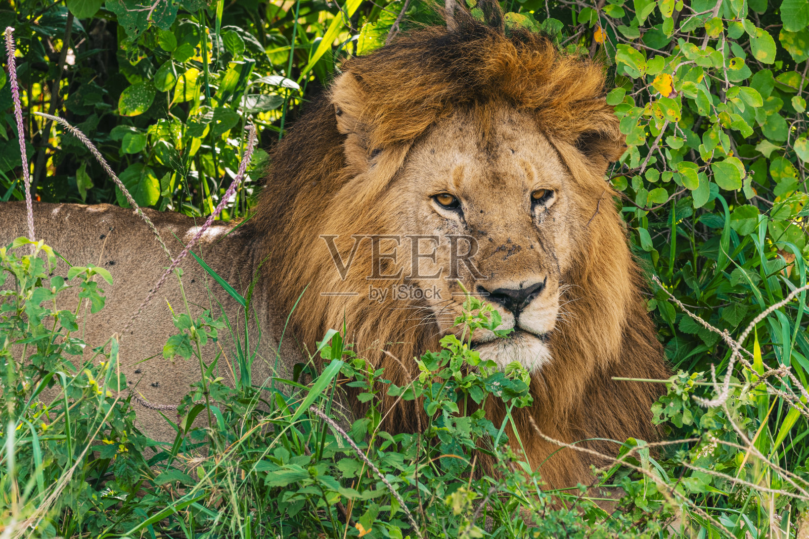 塞伦盖蒂的狮子照片摄影图片