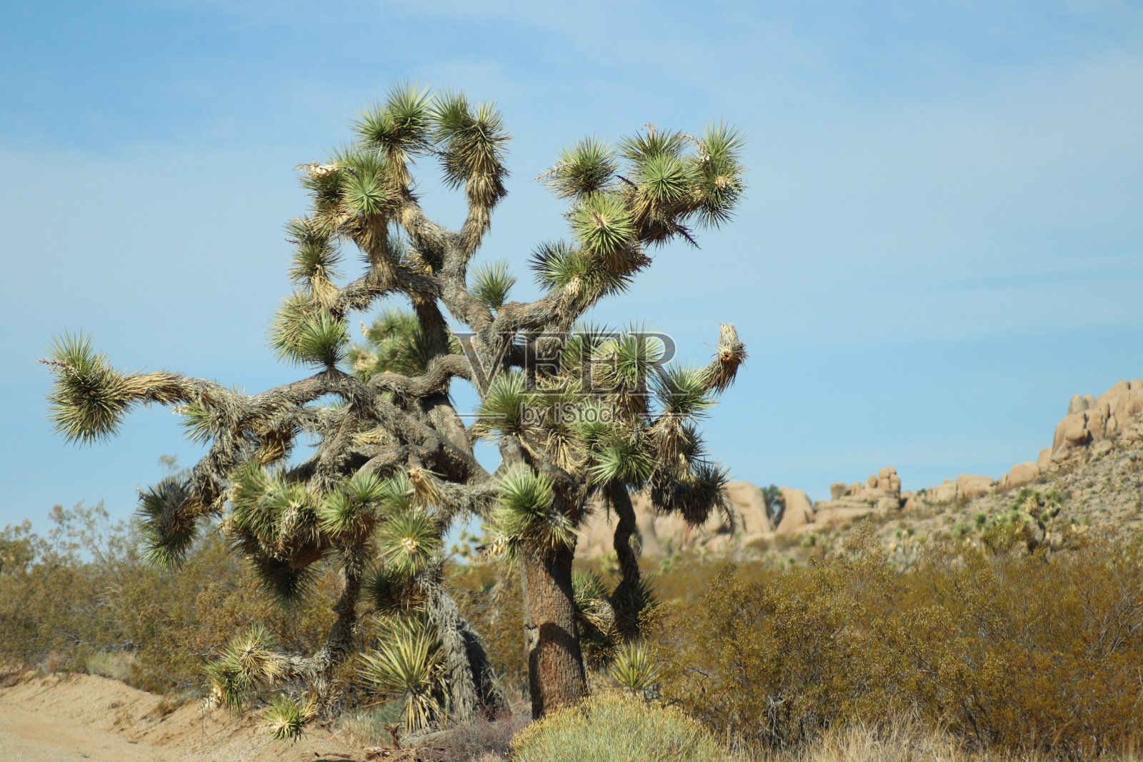 约书亚树照片摄影图片