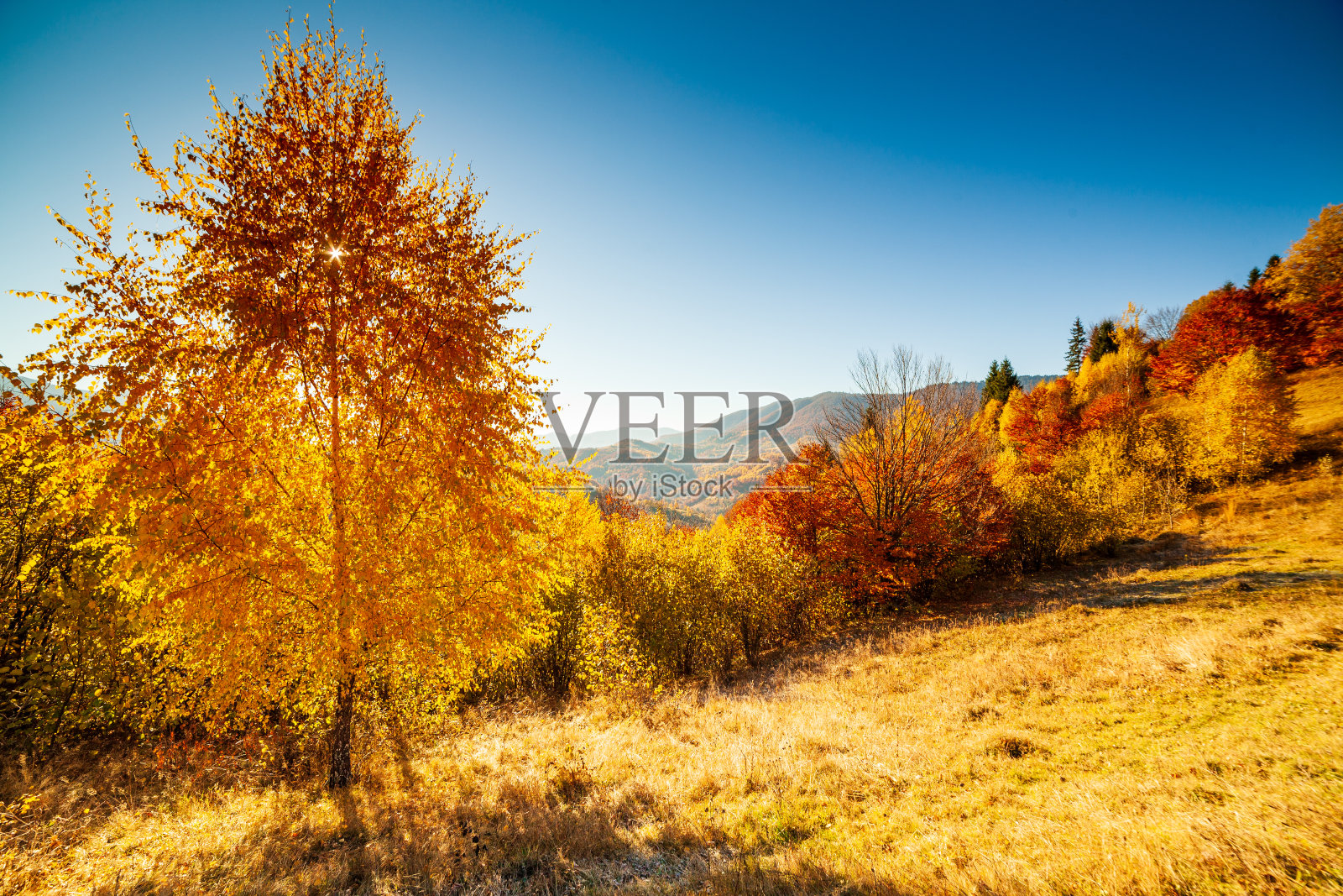 秋天的一天乌克兰喀尔巴阡五彩缤纷的树木，与阳光照耀的薄雾柔和的光线具有壮观的灯光效果。在蓝蓝的群山背景下，山毛榉桦树非常美丽照片摄影图片