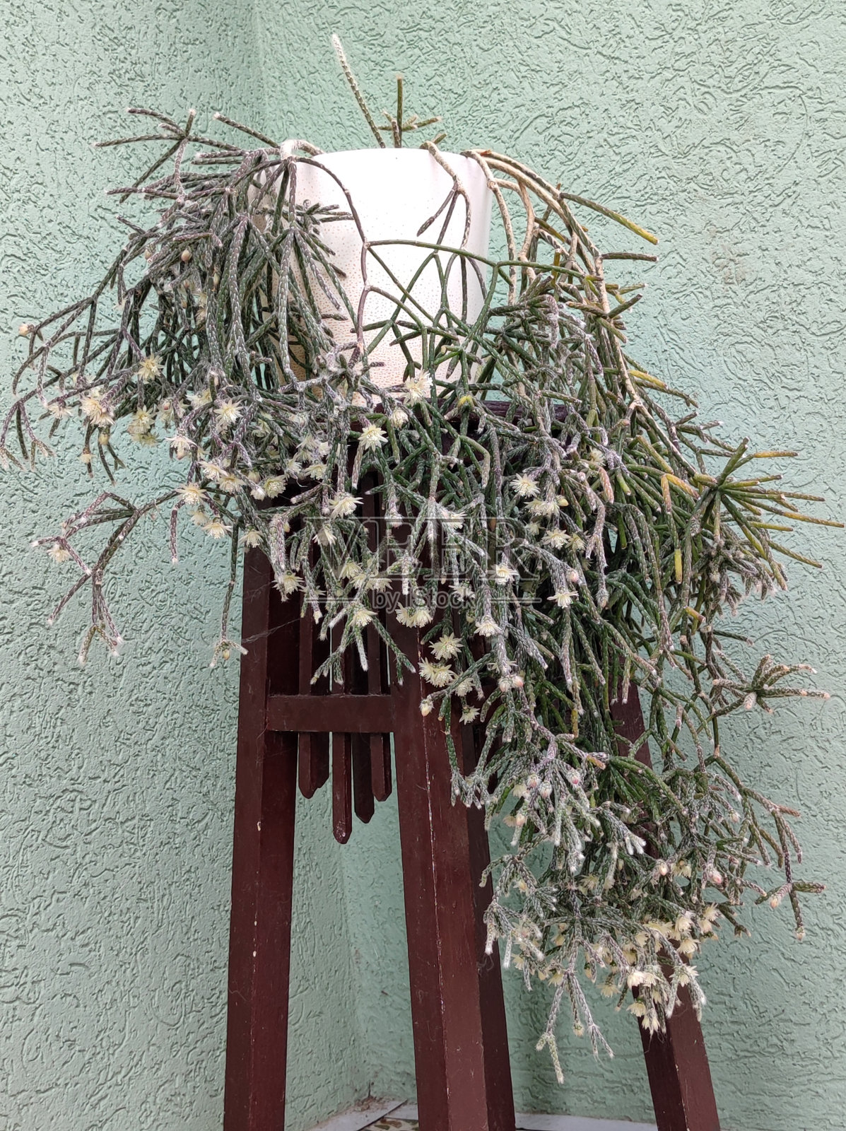 珊瑚仙人掌，开白色小花照片摄影图片