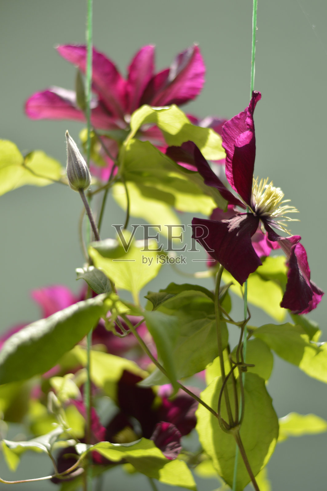 花园里盛开的彩色铁线莲照片摄影图片