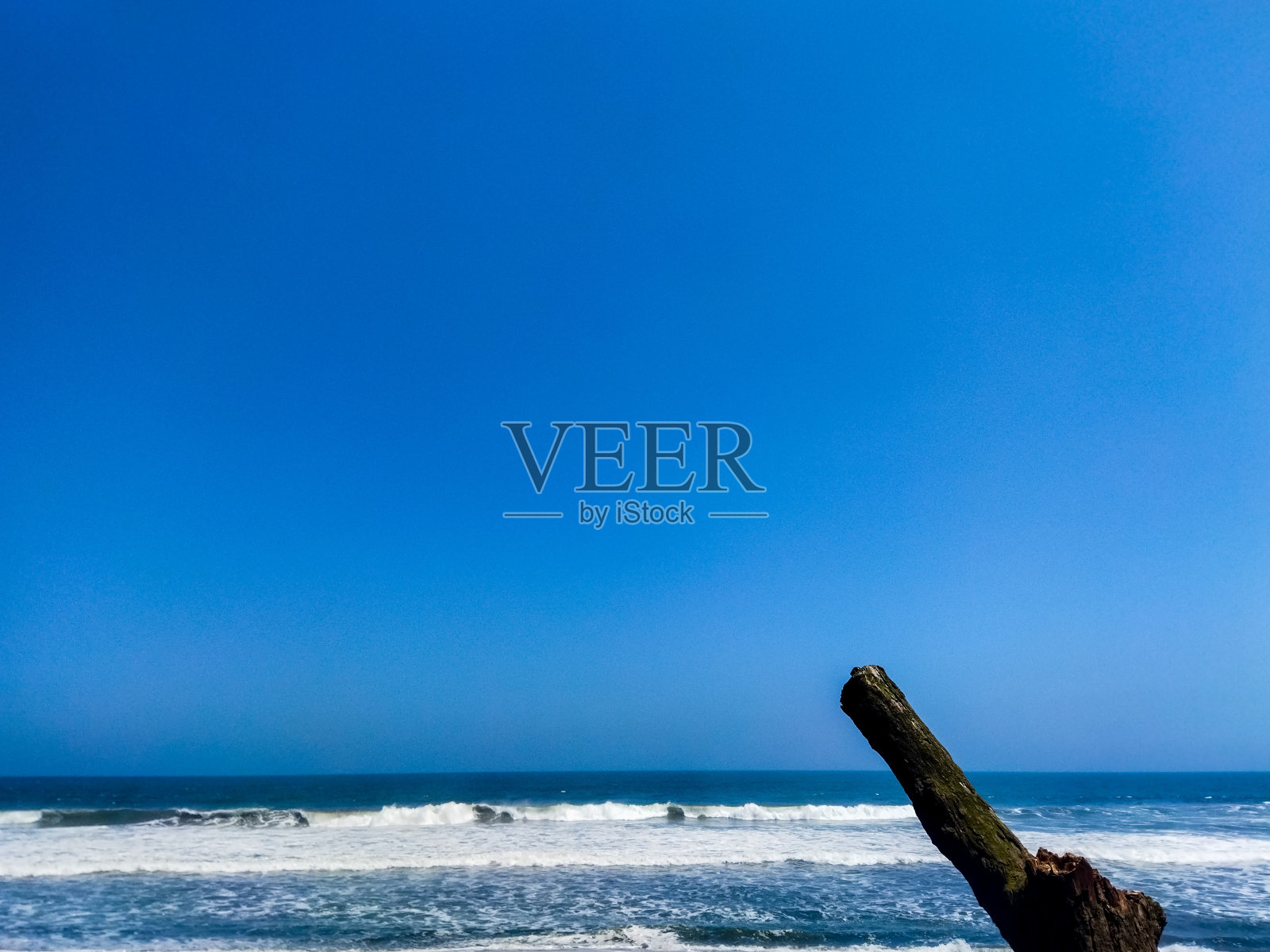 一棵枯死的树照片摄影图片