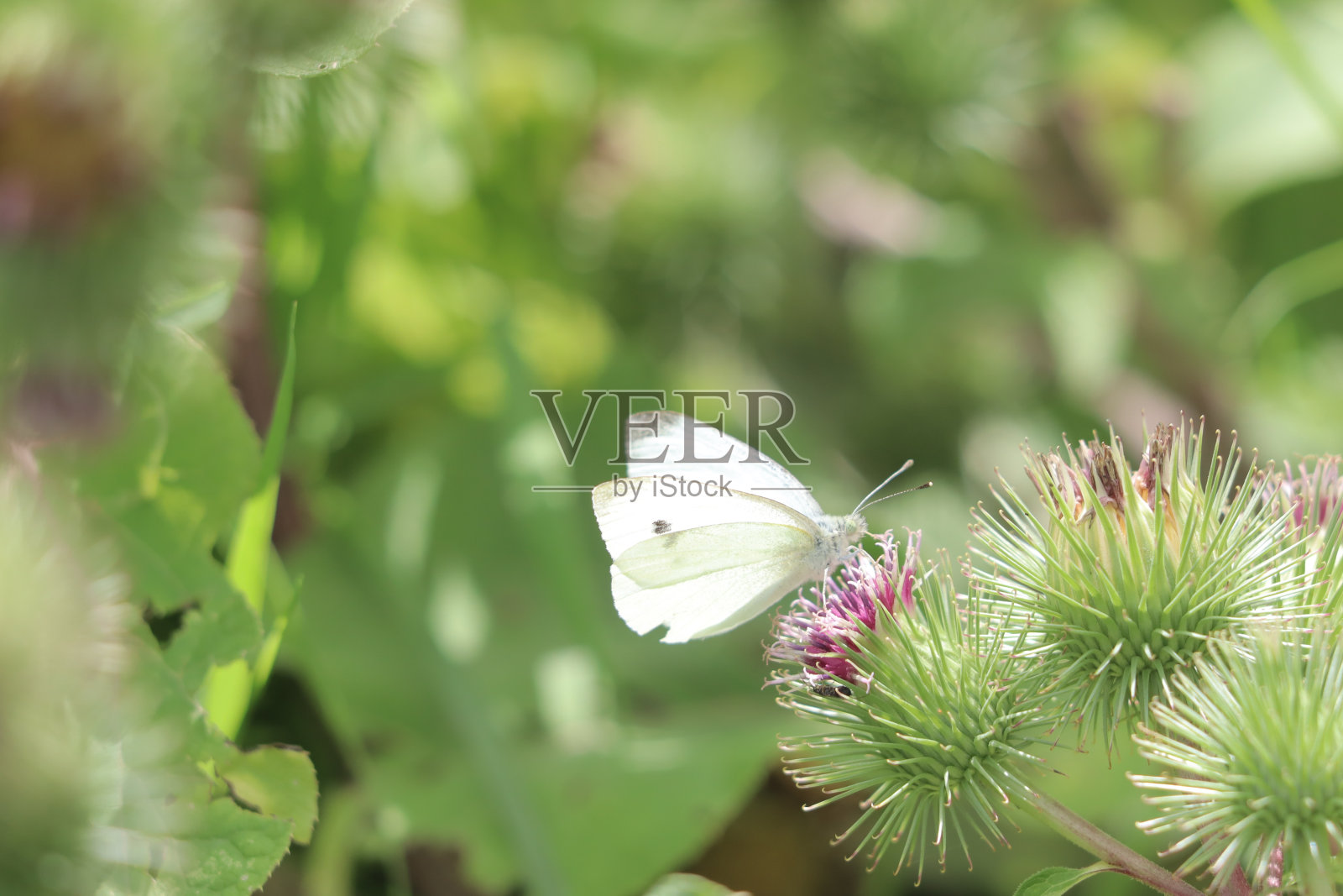 灌木篱墙照片摄影图片