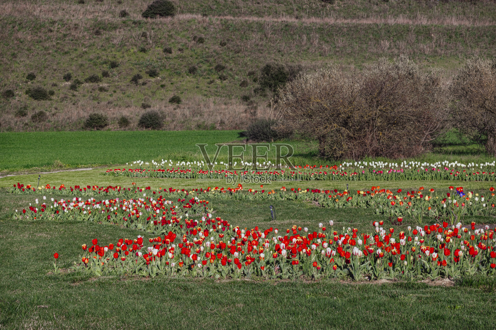花海照片摄影图片