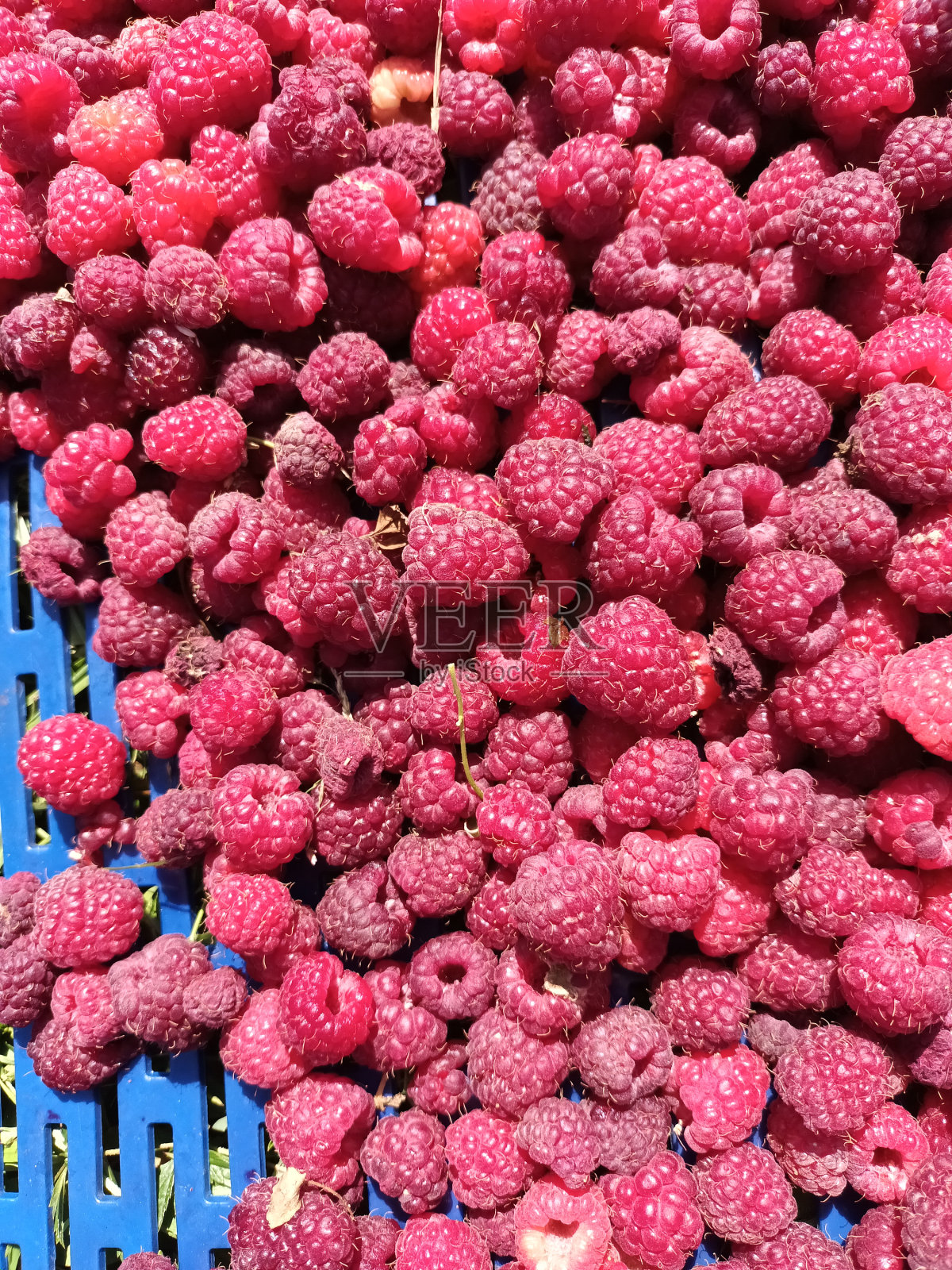 新鲜采摘的成熟红树莓照片摄影图片