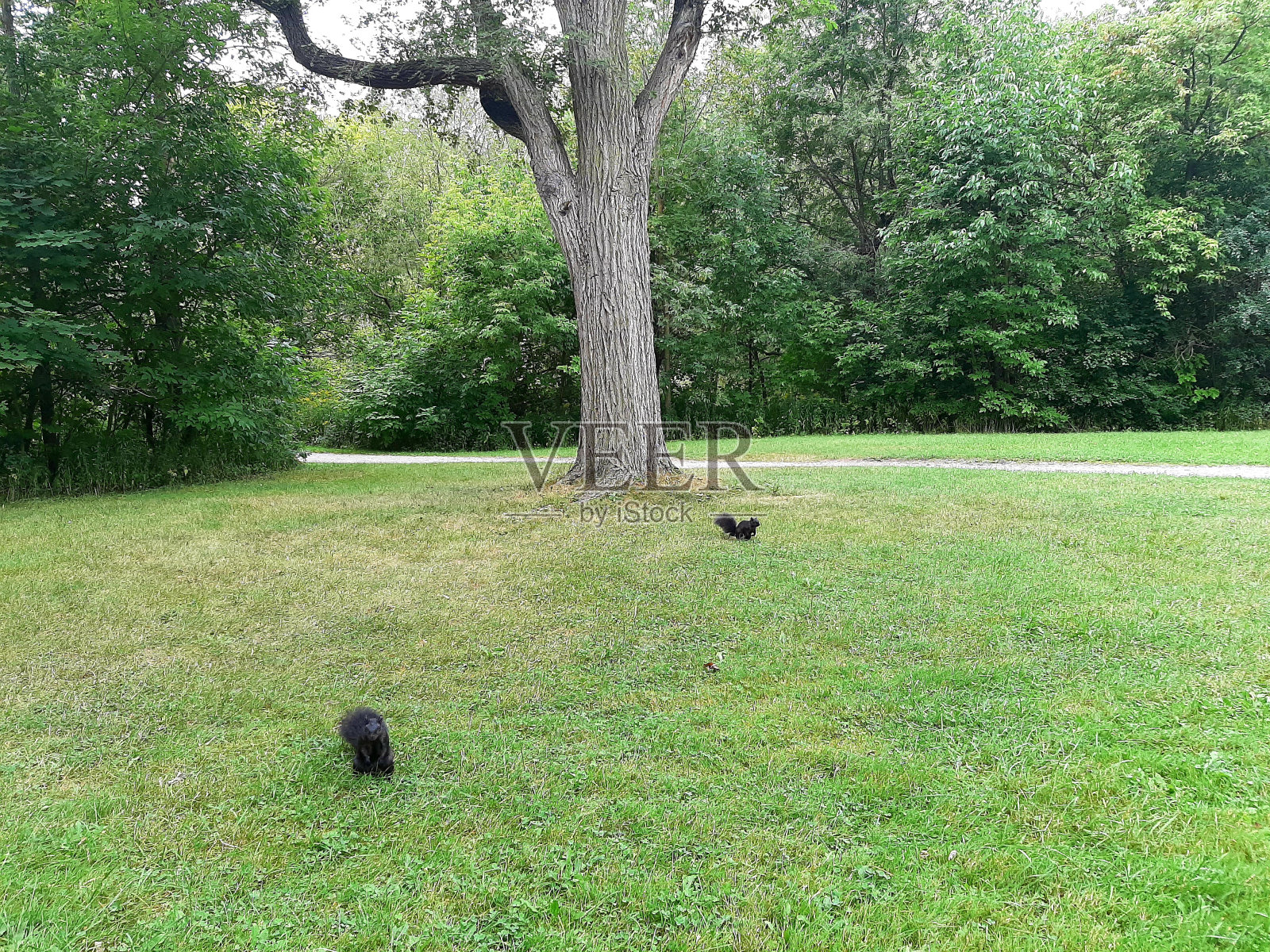 野生动物-自然-松鼠照片摄影图片