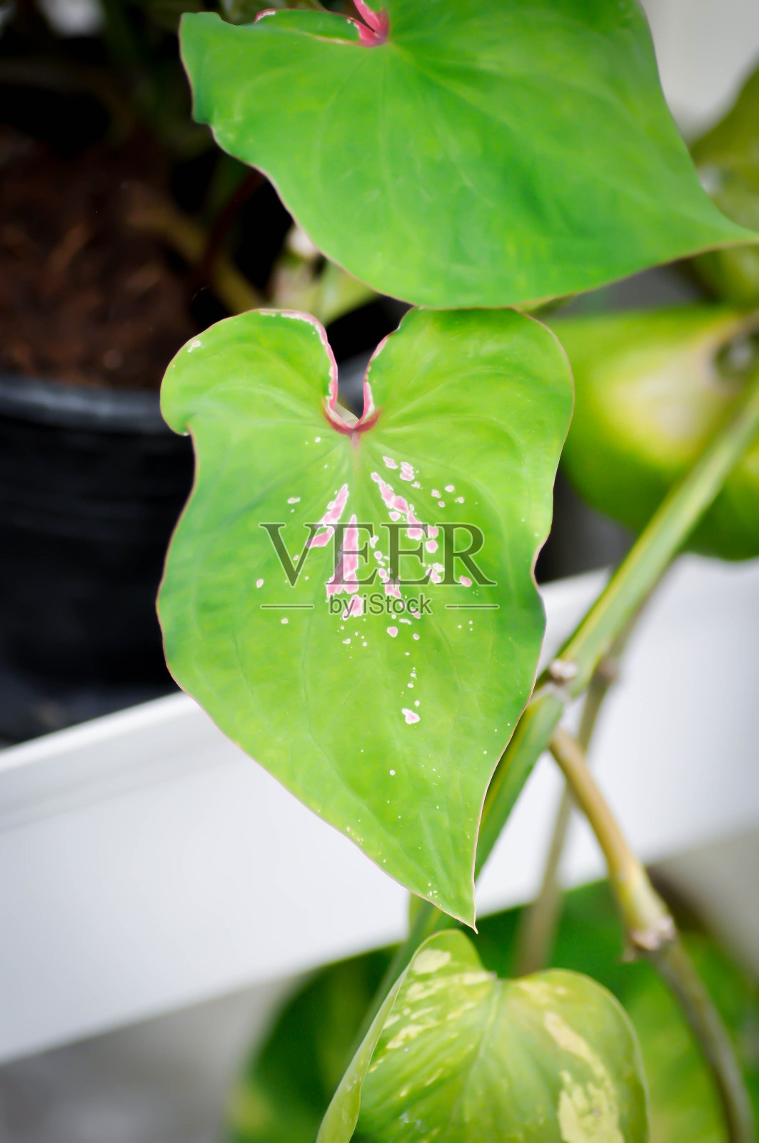 花叶芋照片摄影图片