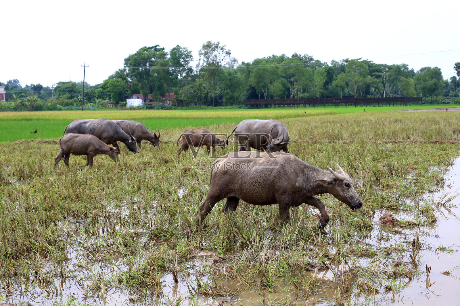 水牛照片摄影图片