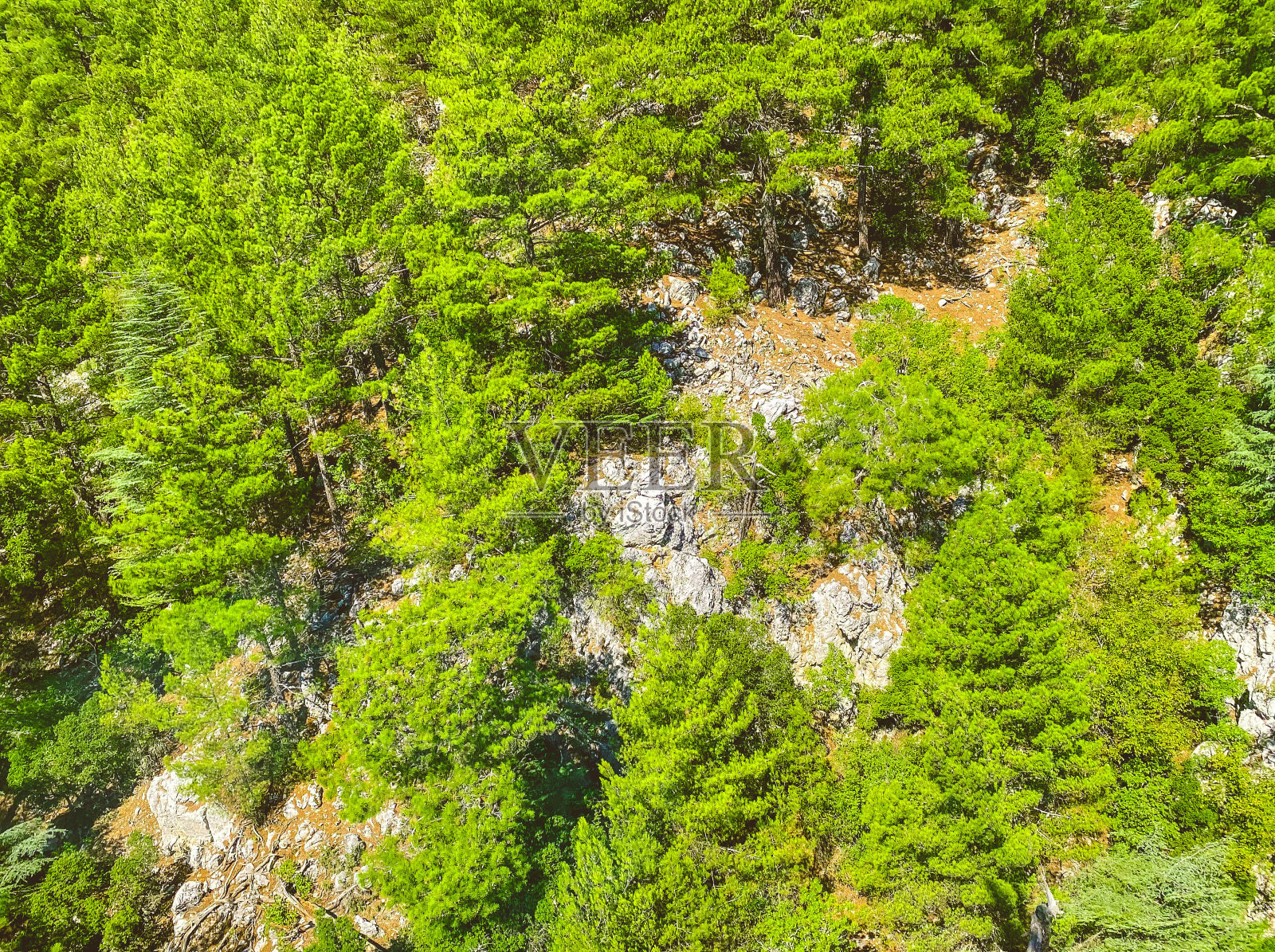 一个炎热的热带国家的山脉。山上有绿色的野生植物。树木和灌木长在石头里照片摄影图片