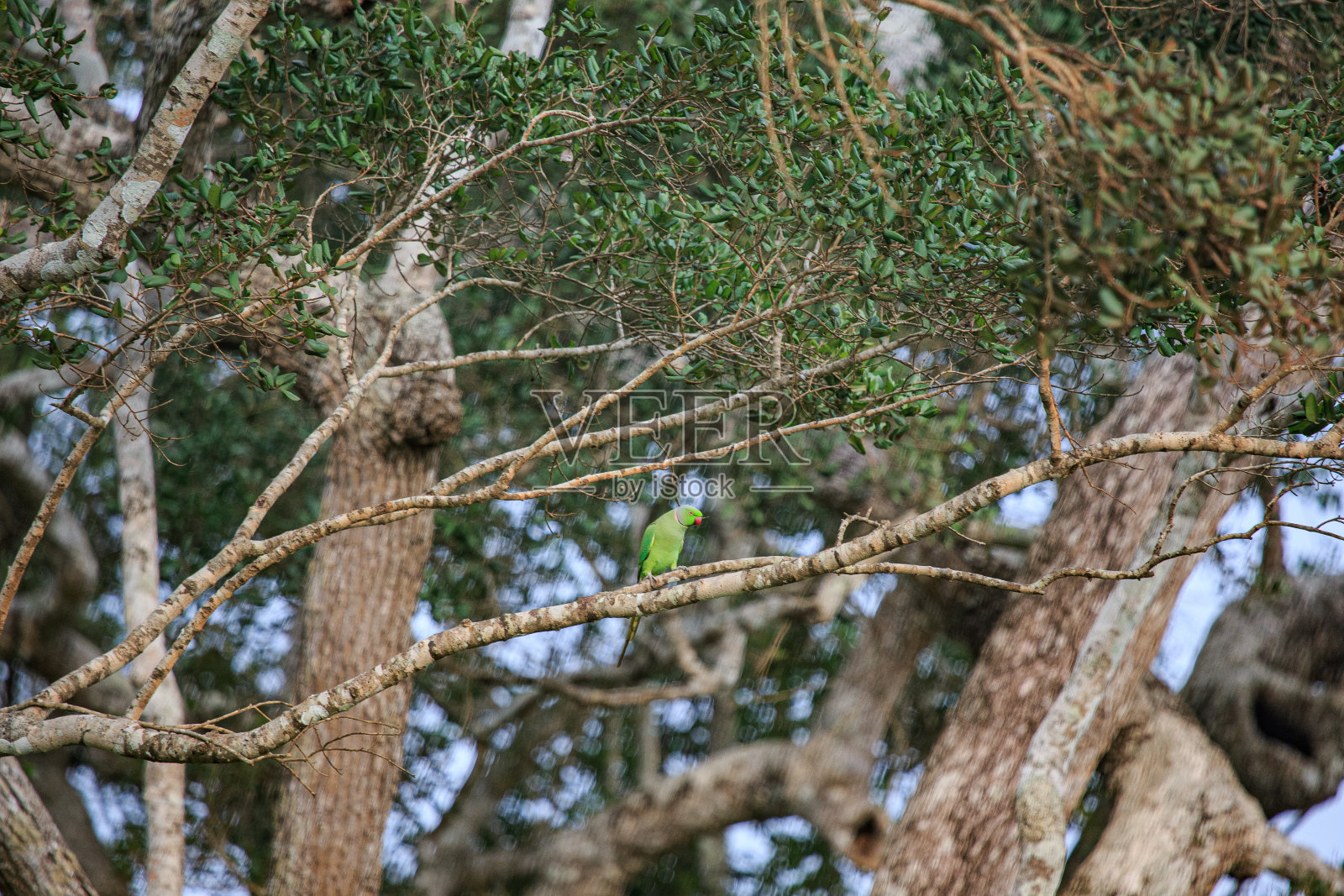 斯里兰卡威尔帕图国家公园的野生动物园照片摄影图片