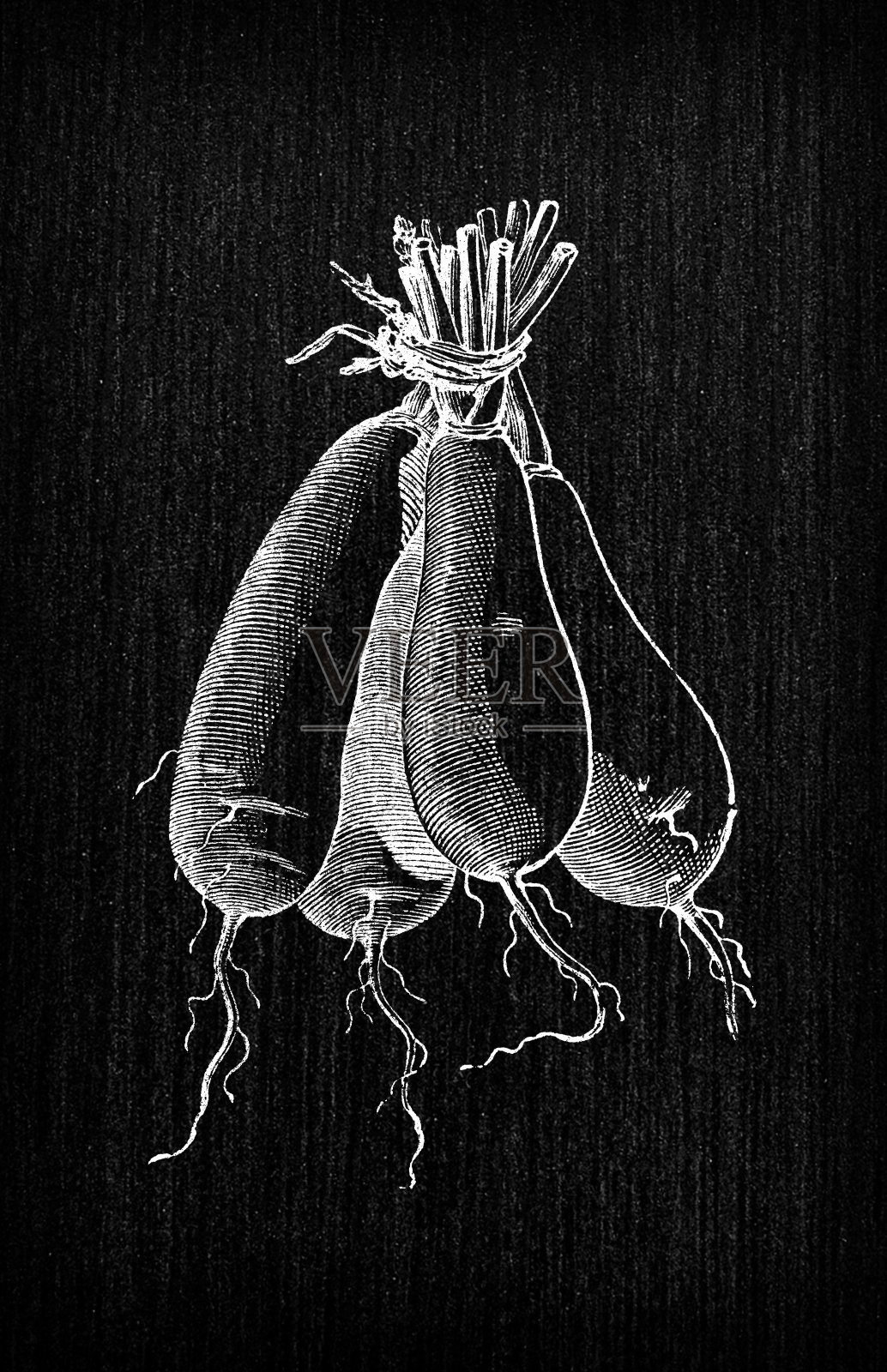 植物蔬菜植物古董雕刻插图:泽西navet插画图片素材