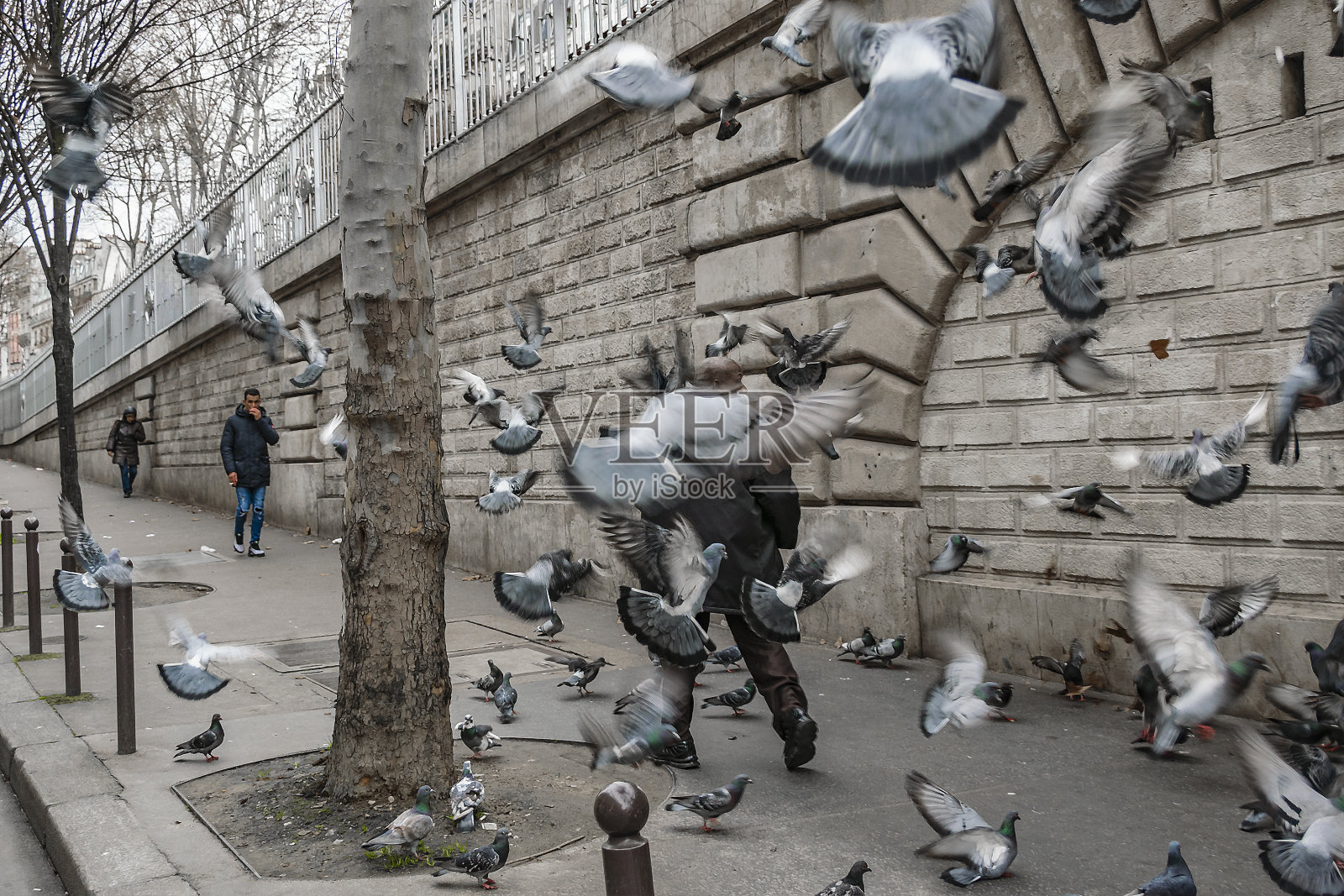 街头飞翔的海鸥照片摄影图片