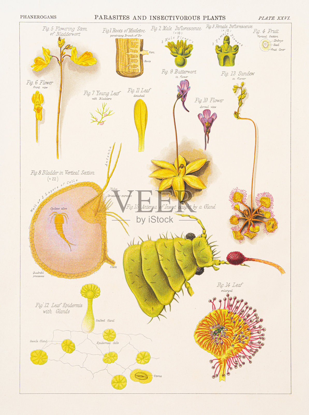 寄生虫和食虫植物色版印刷1883年插画图片素材
