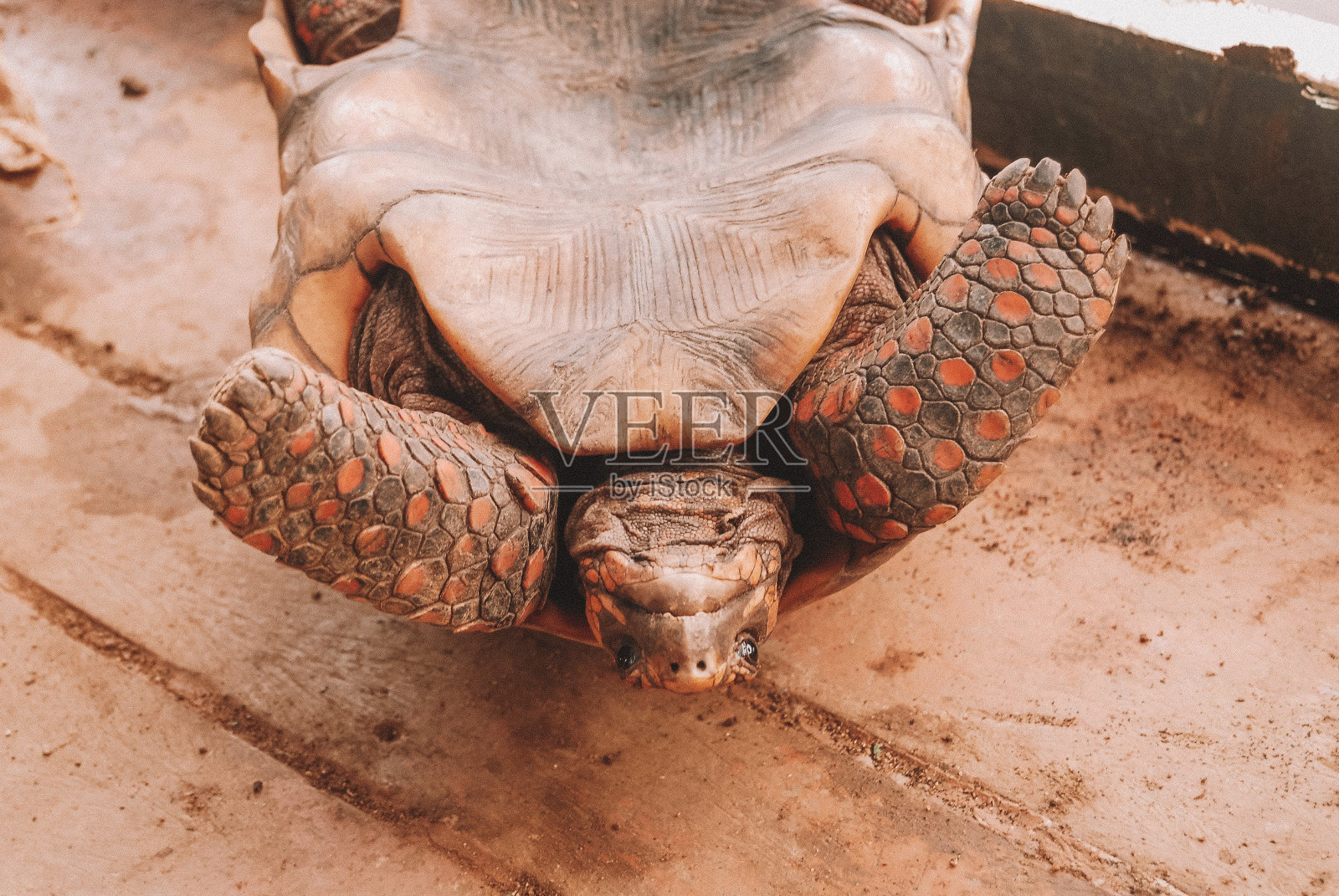 乌龟翻了个底朝天照片摄影图片