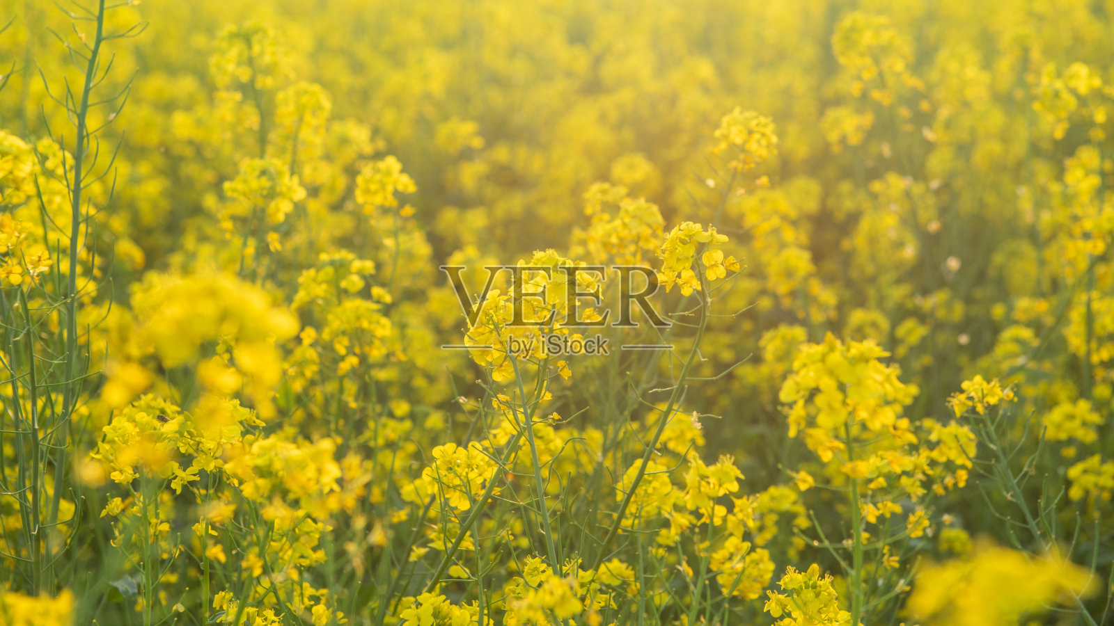 田野里黄色的油菜花照片摄影图片