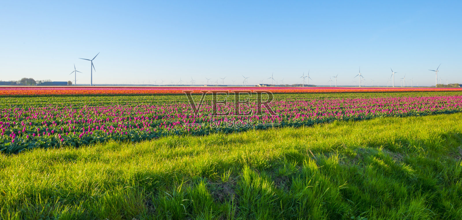 春天蔚蓝的天空下，阳光下的农田里五彩缤纷的花朵照片摄影图片