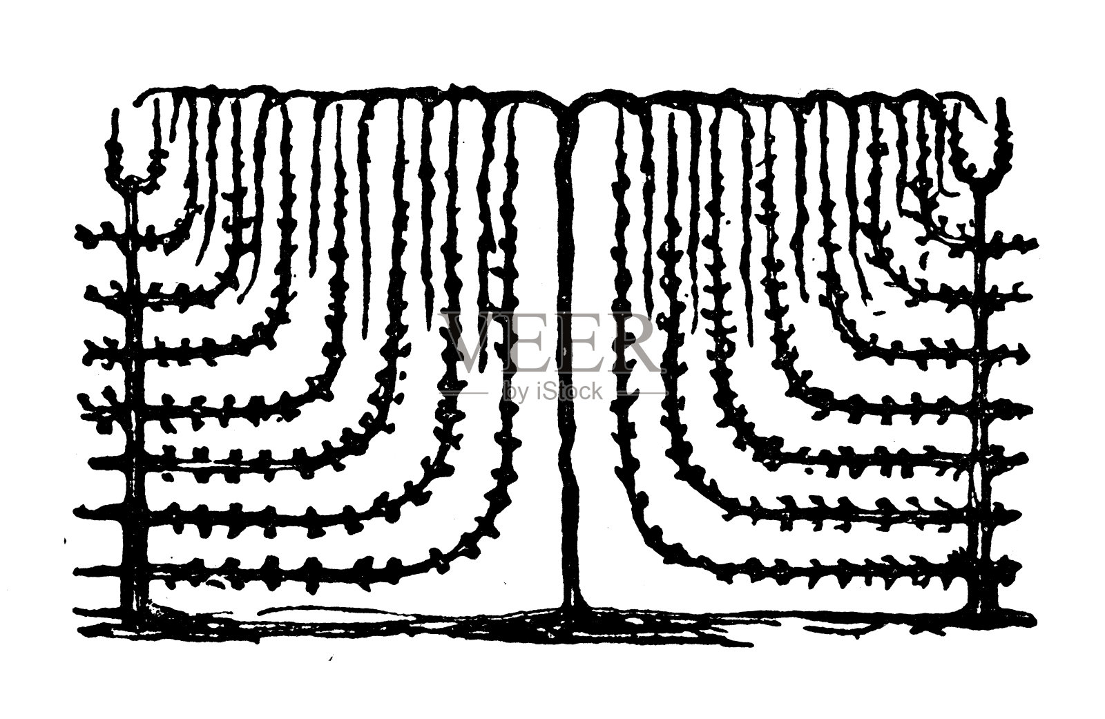 古董雕刻插图:修剪手掌插画图片素材