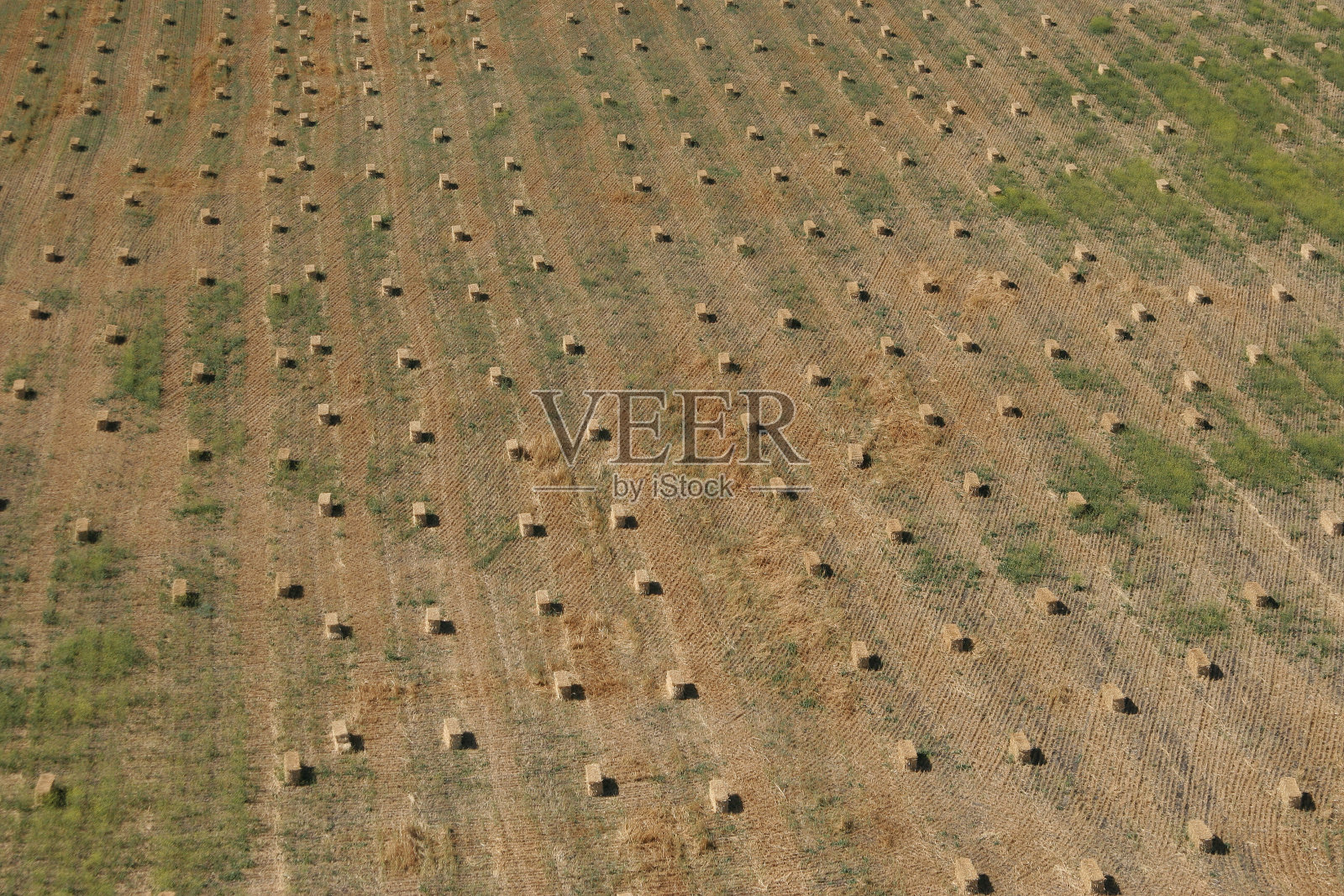 在被切割和捆成捆后，在农田里一排排放置干草的无人机视图照片摄影图片