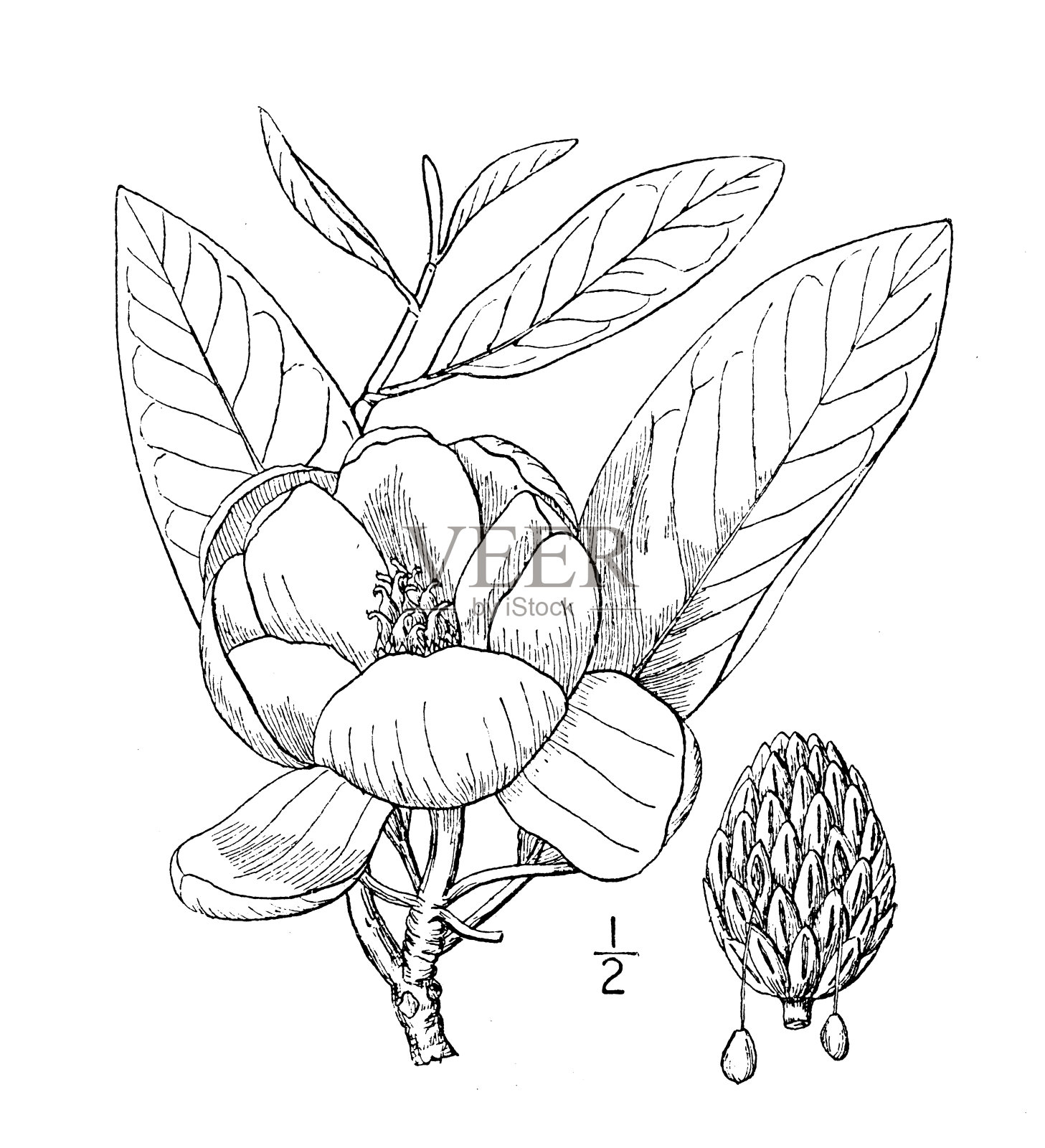 古董植物学植物插图:木兰弗吉尼亚，月桂木兰，甜湾插画图片素材