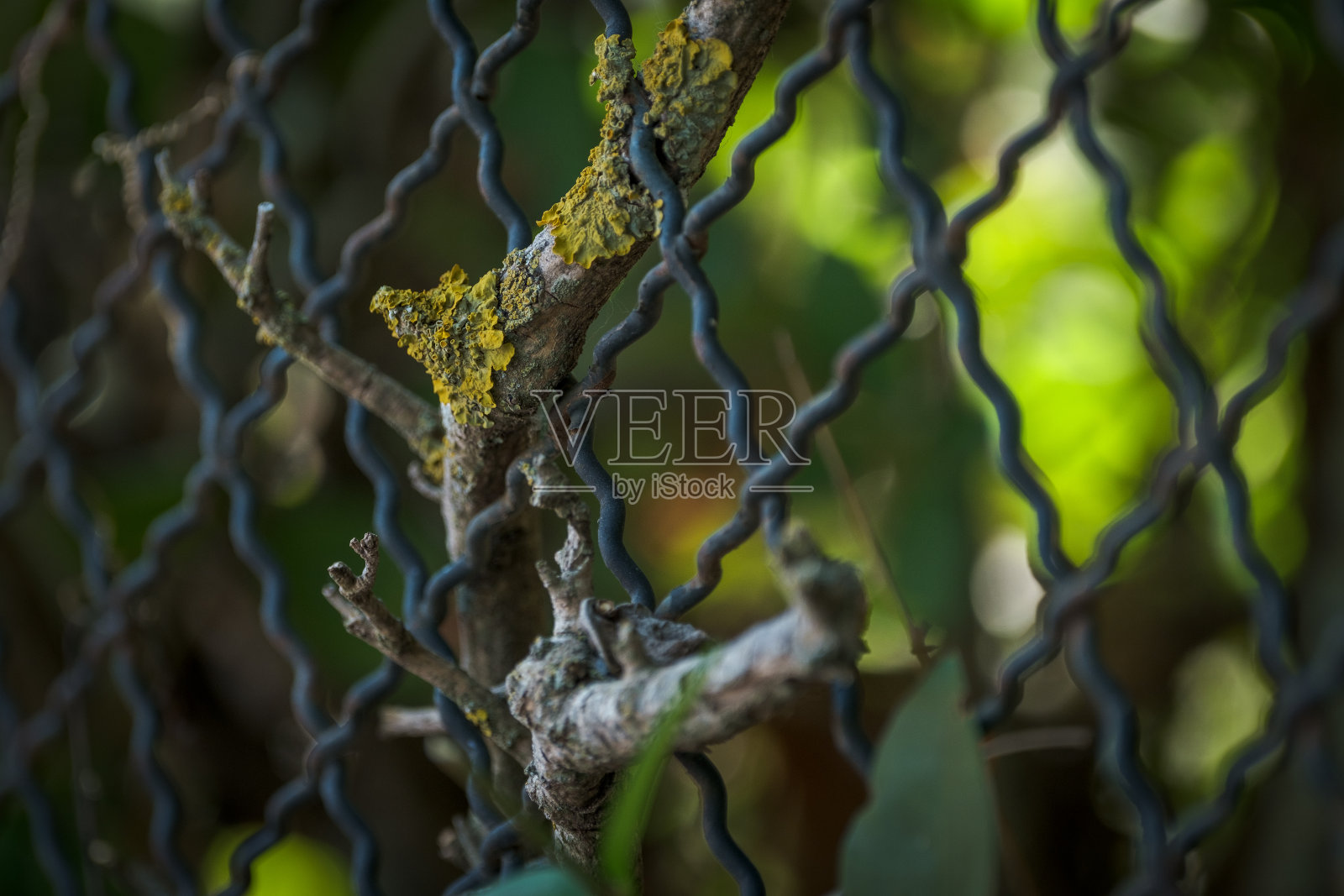 篱笆上的藤蔓照片摄影图片